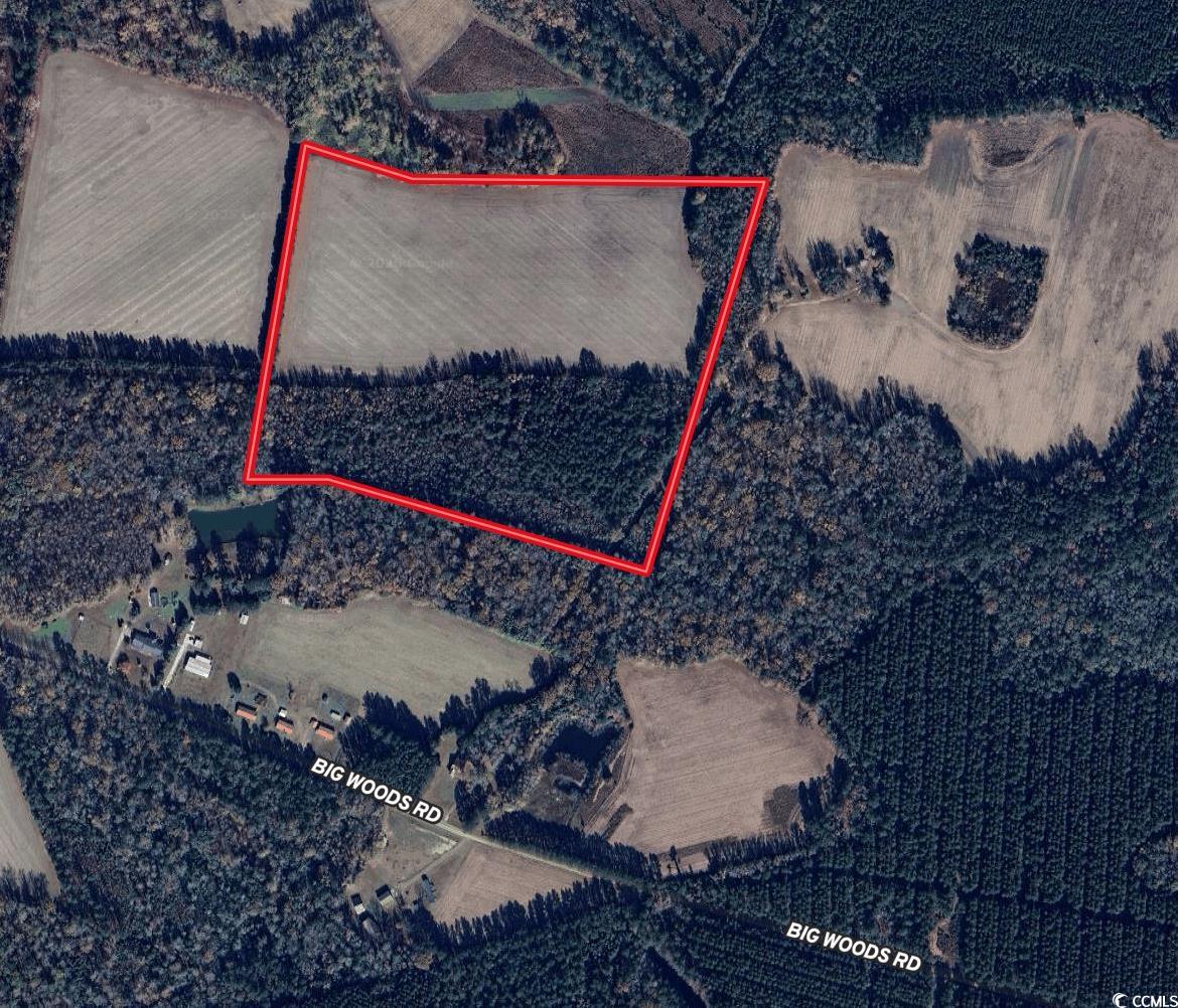 36.19 Acres-TBD Big Woods Rd., Kingstree, South Carolina image 10