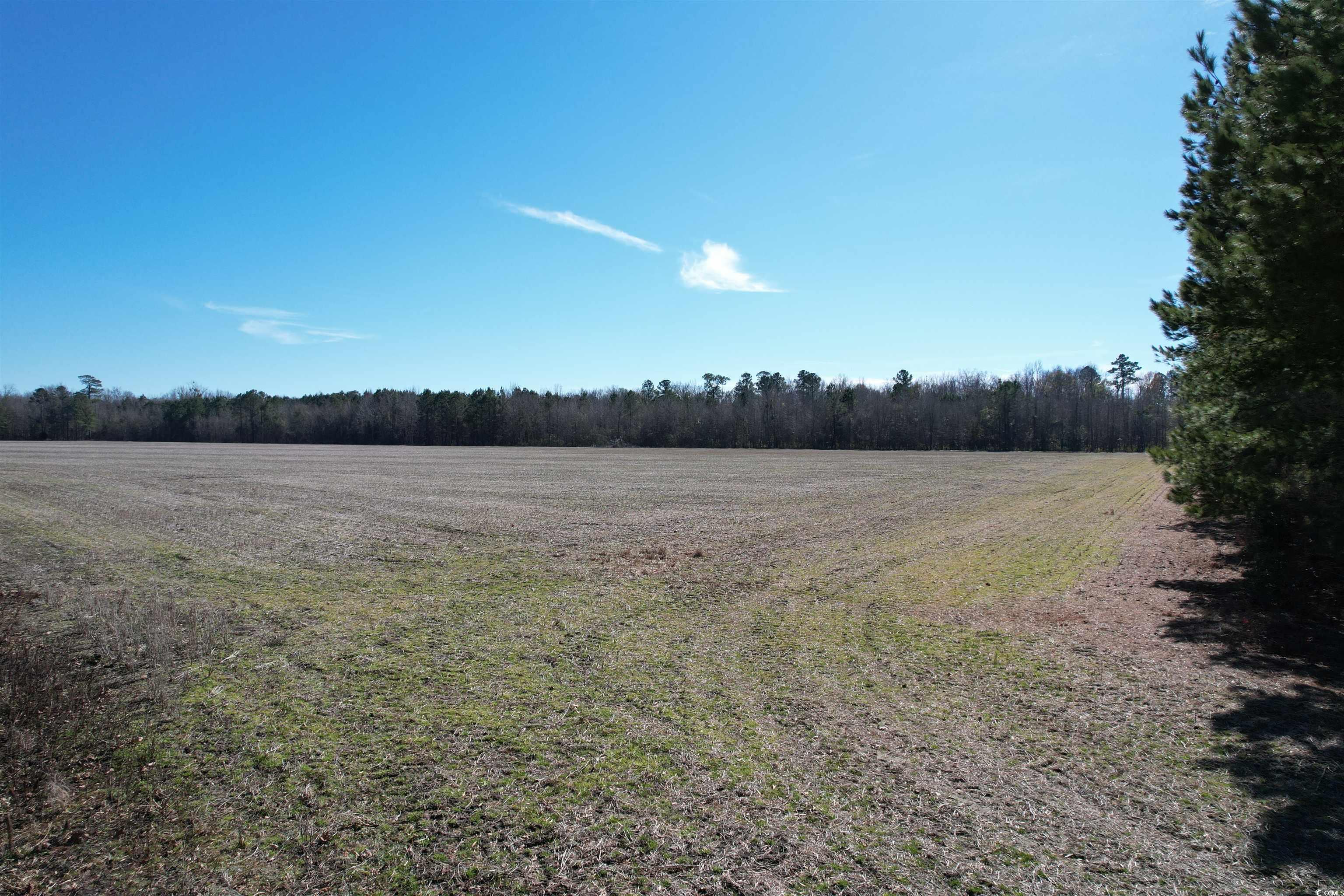 36.19 Acres-TBD Big Woods Rd., Kingstree, South Carolina image 2