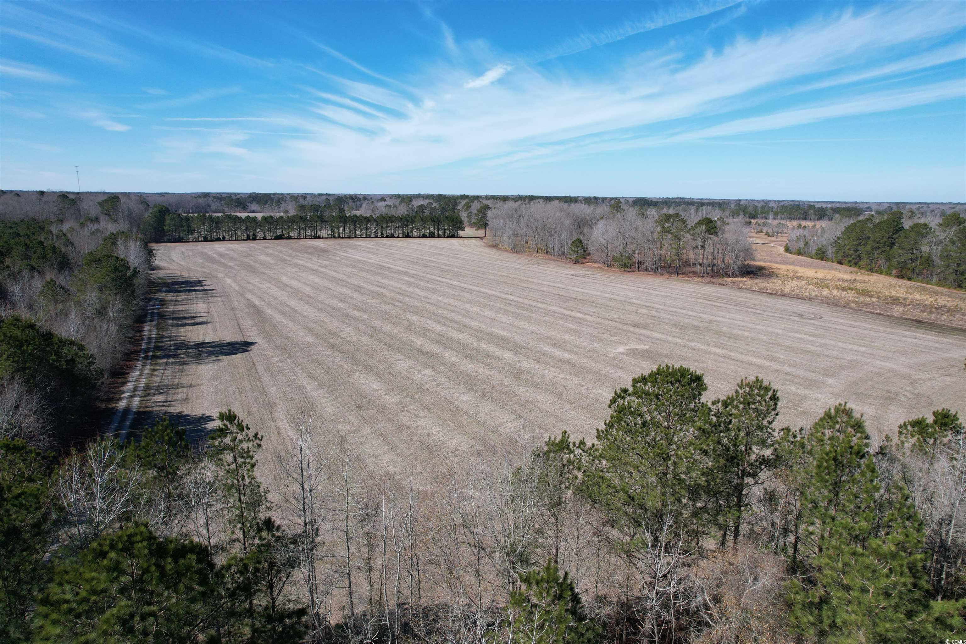 36.19 Acres-TBD Big Woods Rd., Kingstree, South Carolina image 3