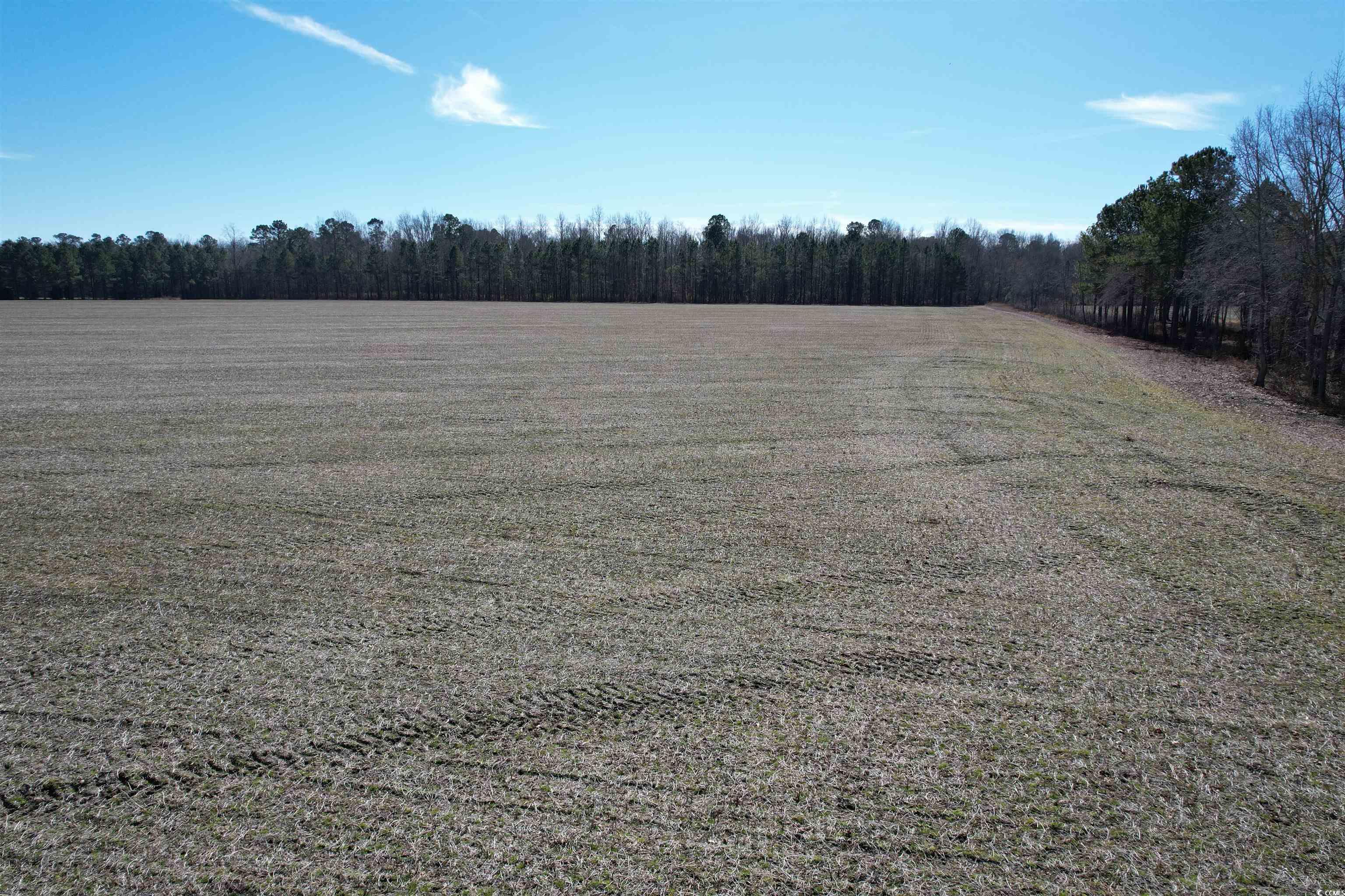 36.19 Acres-TBD Big Woods Rd., Kingstree, South Carolina image 4