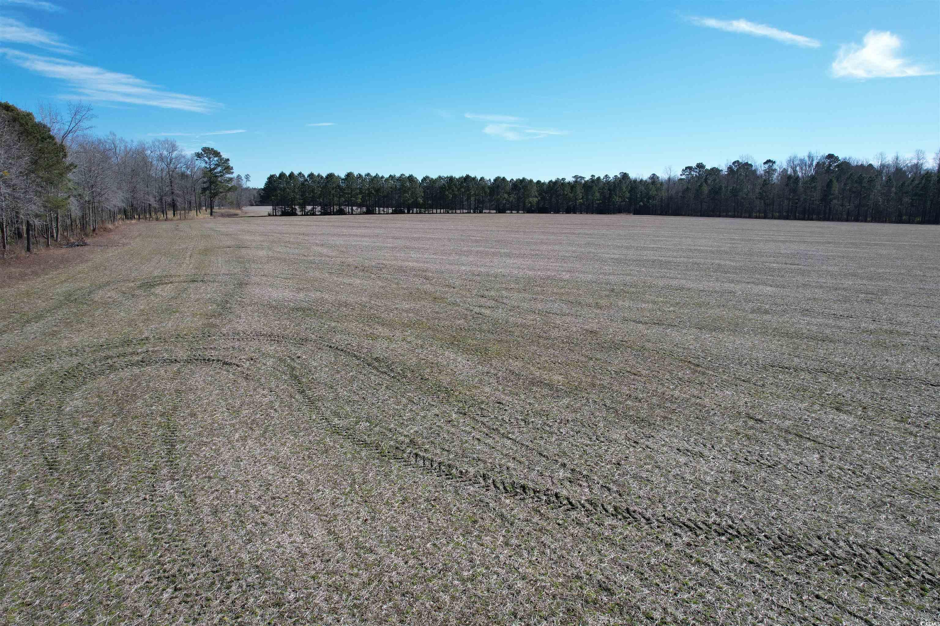 36.19 Acres-TBD Big Woods Rd., Kingstree, South Carolina image 5