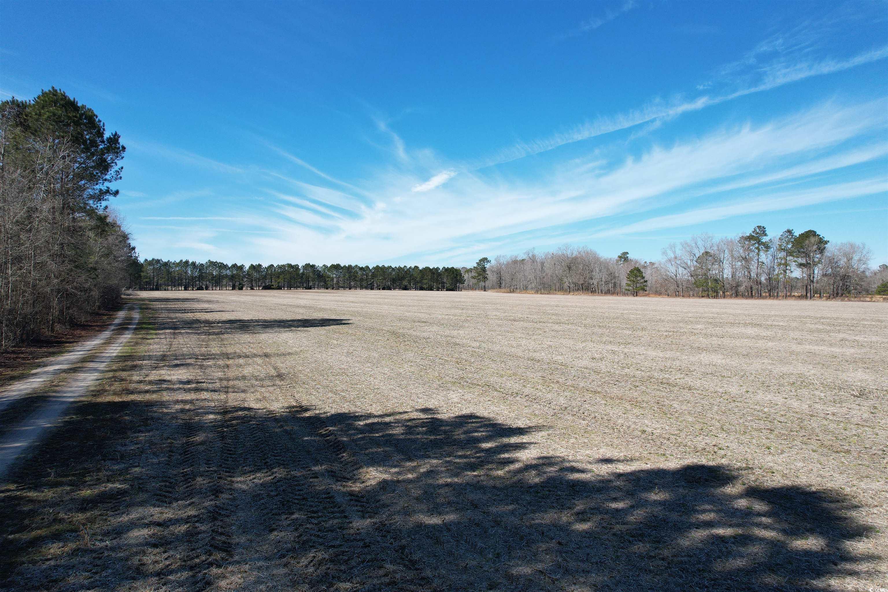 36.19 Acres-TBD Big Woods Rd., Kingstree, South Carolina image 6