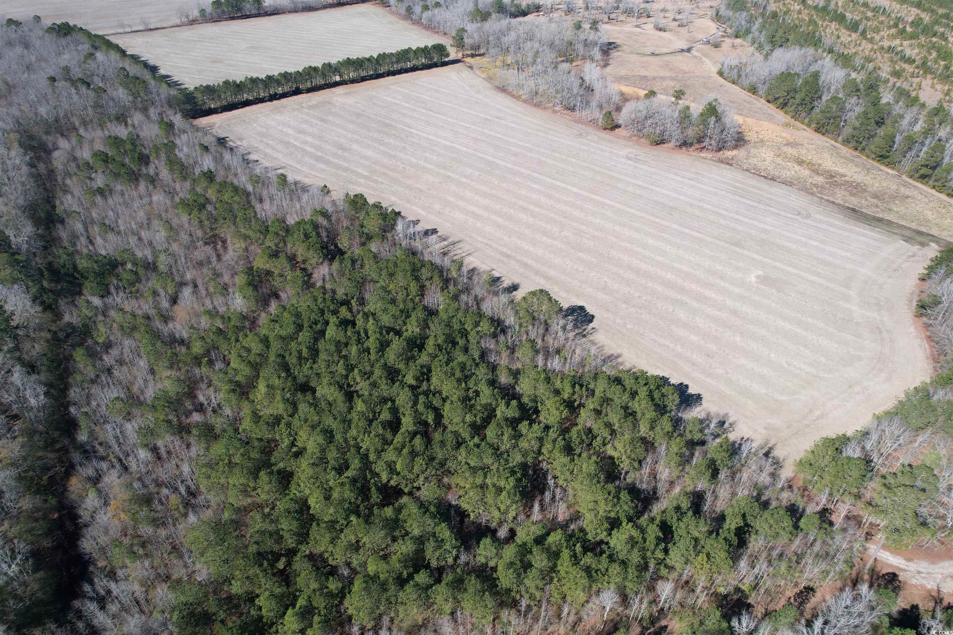 36.19 Acres-TBD Big Woods Rd., Kingstree, South Carolina image 7