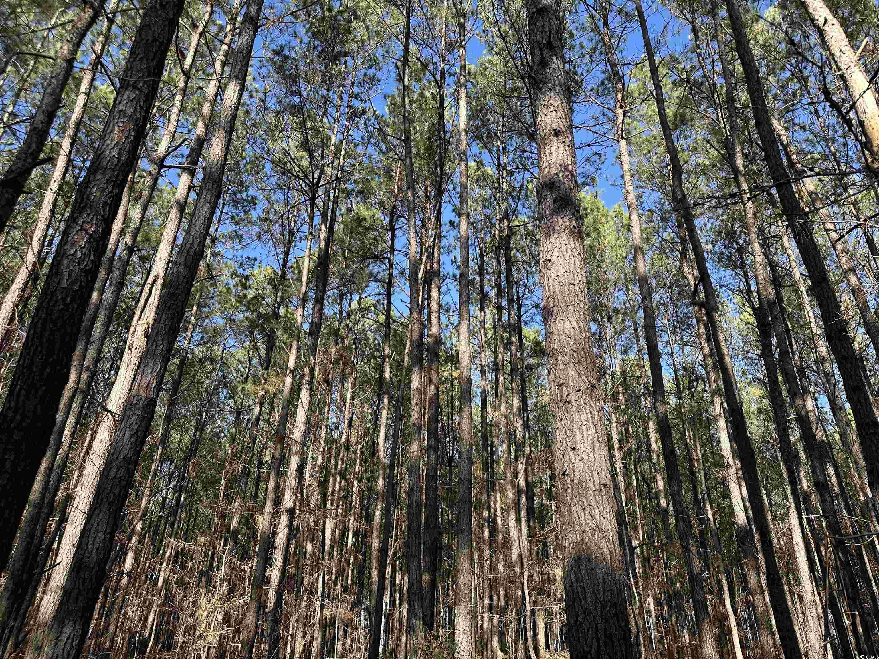 TBD Highway 521, Andrews, South Carolina image 14