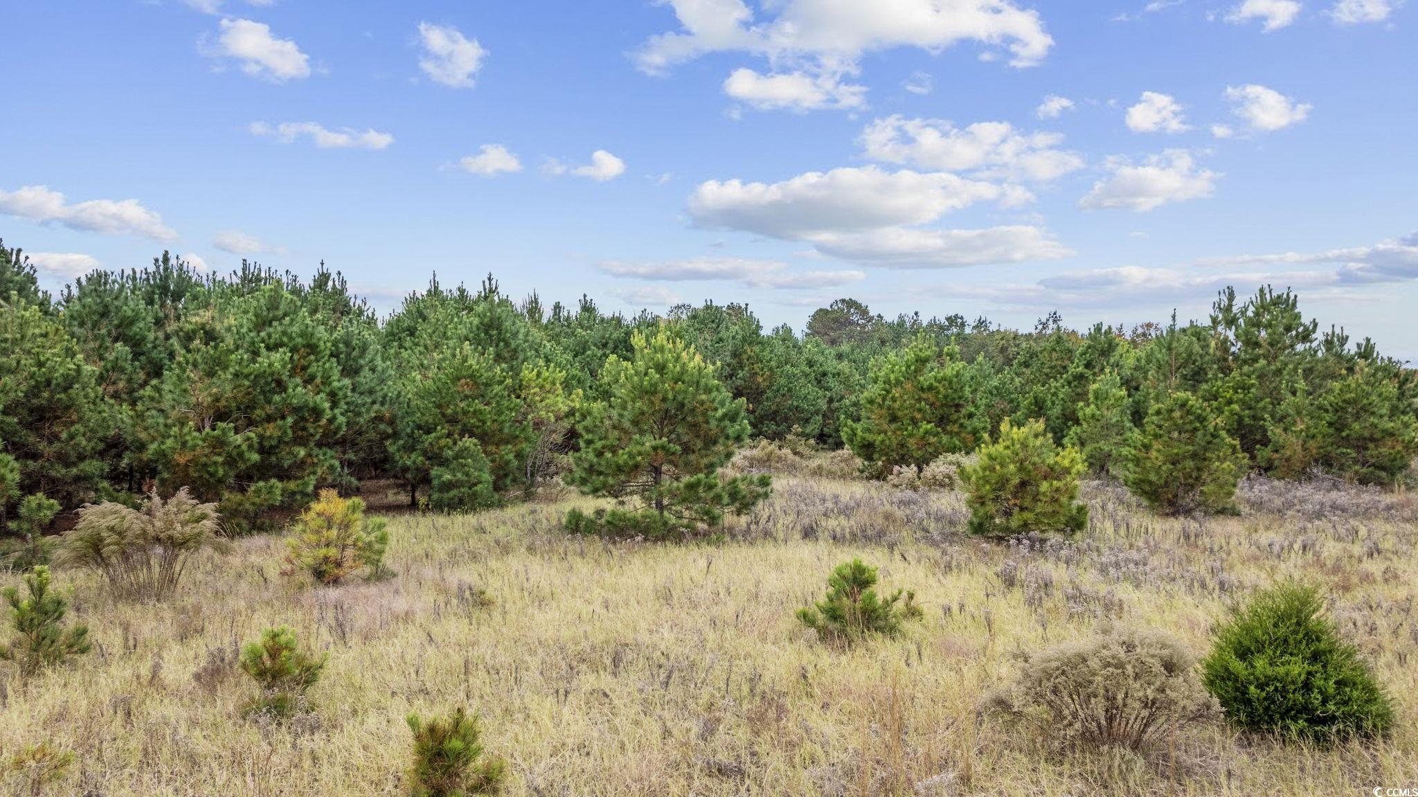 Lot 4 Creek Landing Rd, Nichols, South Carolina image 13