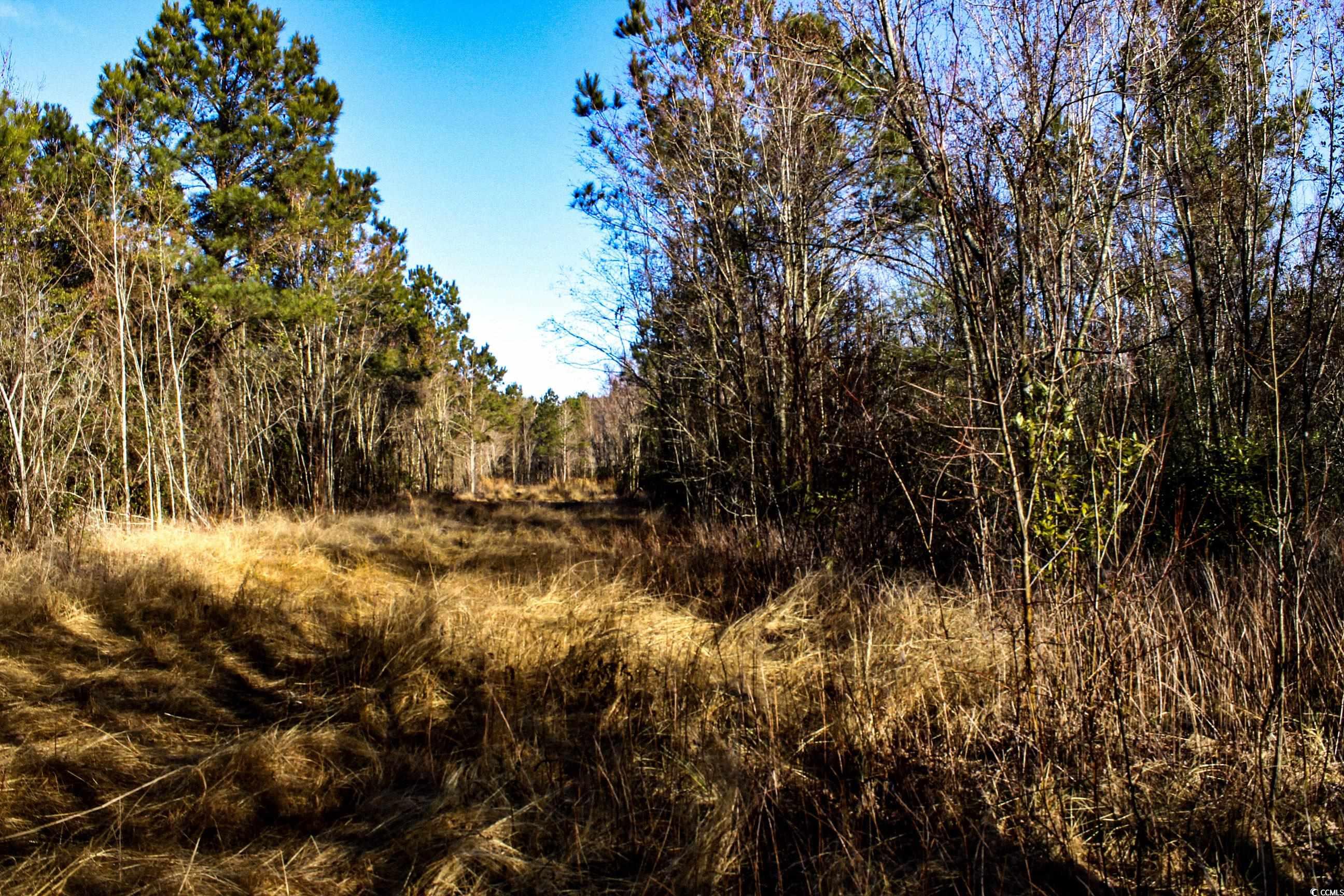 TBD Penderboro Rd., Marion, South Carolina image 11