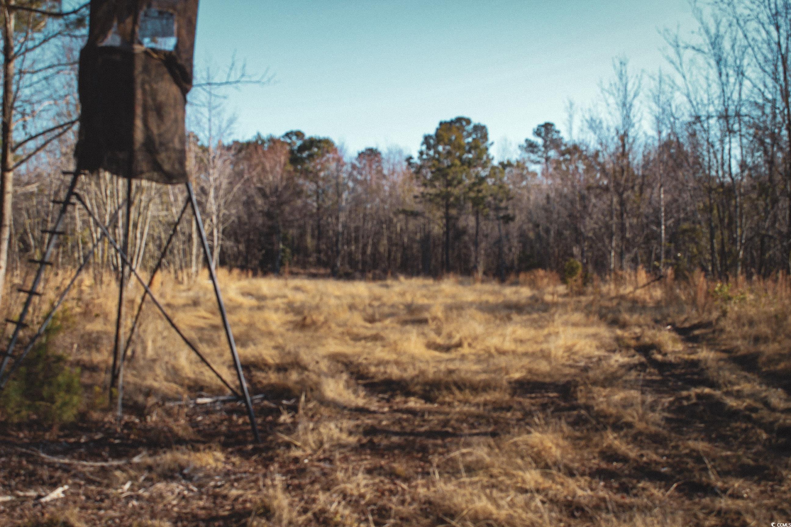 TBD Penderboro Rd., Marion, South Carolina image 12