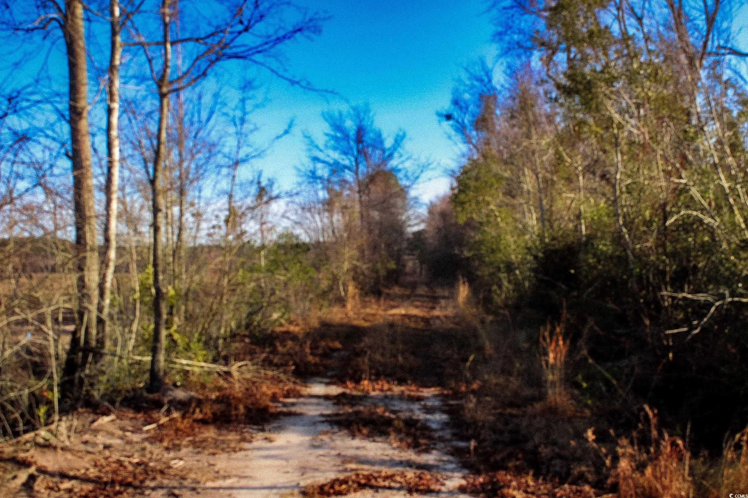 TBD Penderboro Rd., Marion, South Carolina image 13