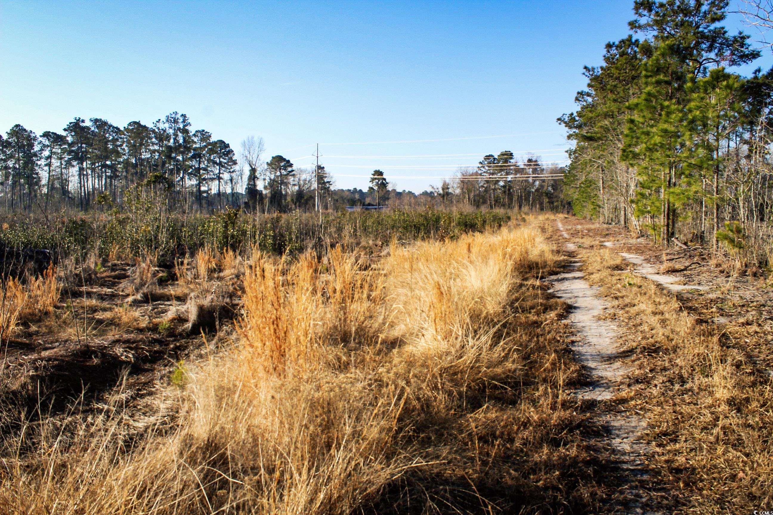 TBD Penderboro Rd., Marion, South Carolina image 14