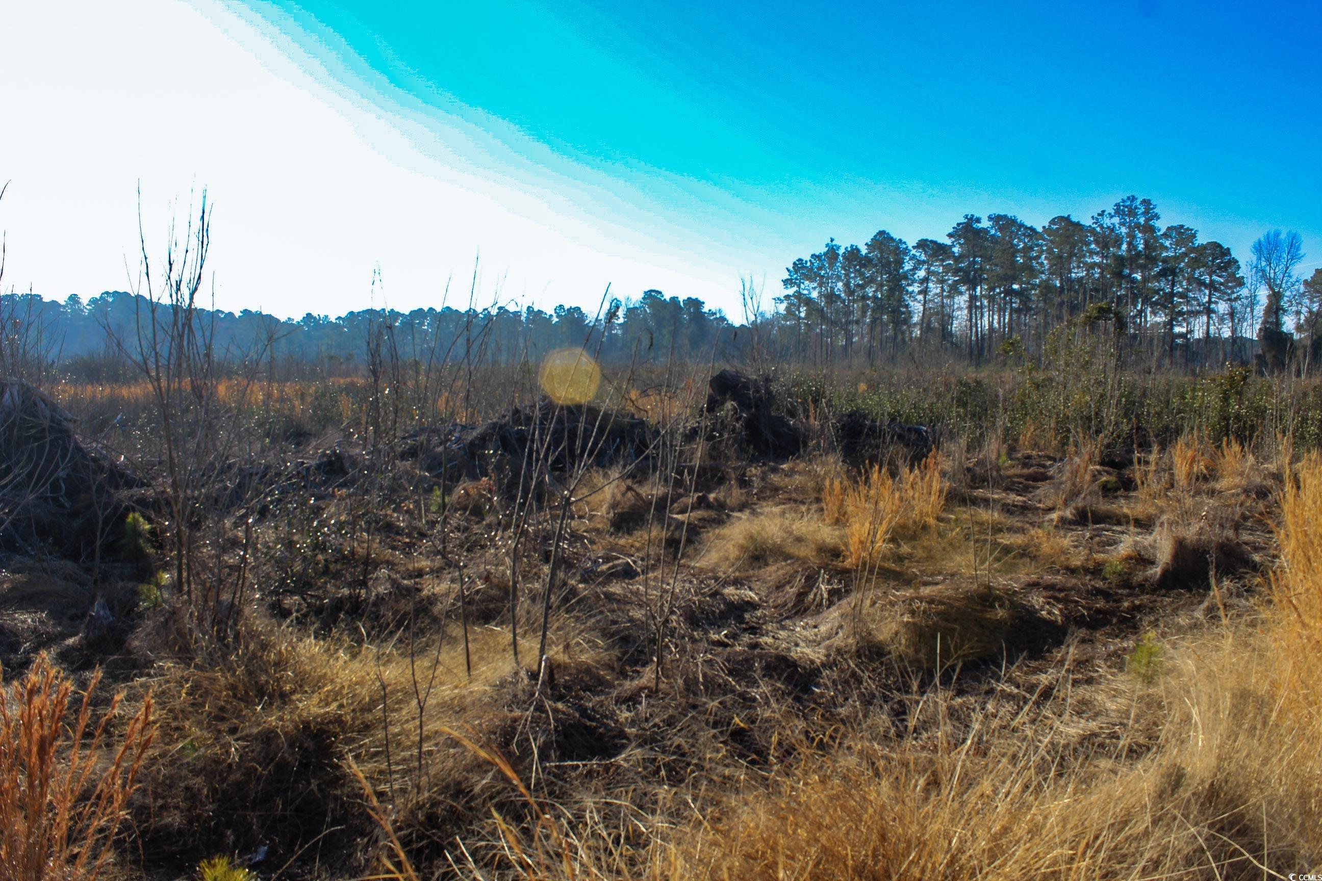 TBD Penderboro Rd., Marion, South Carolina image 15