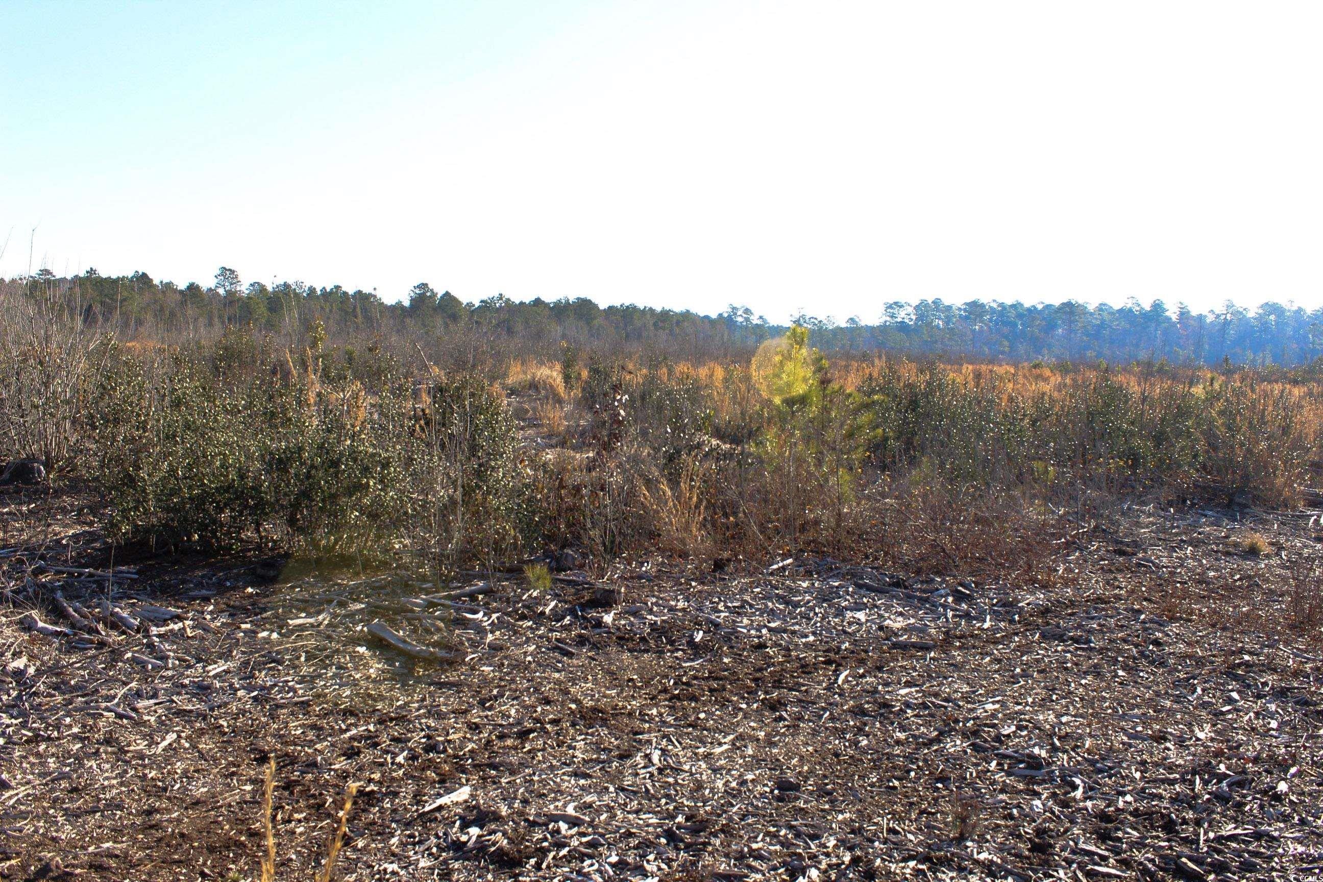 TBD Penderboro Rd., Marion, South Carolina image 3