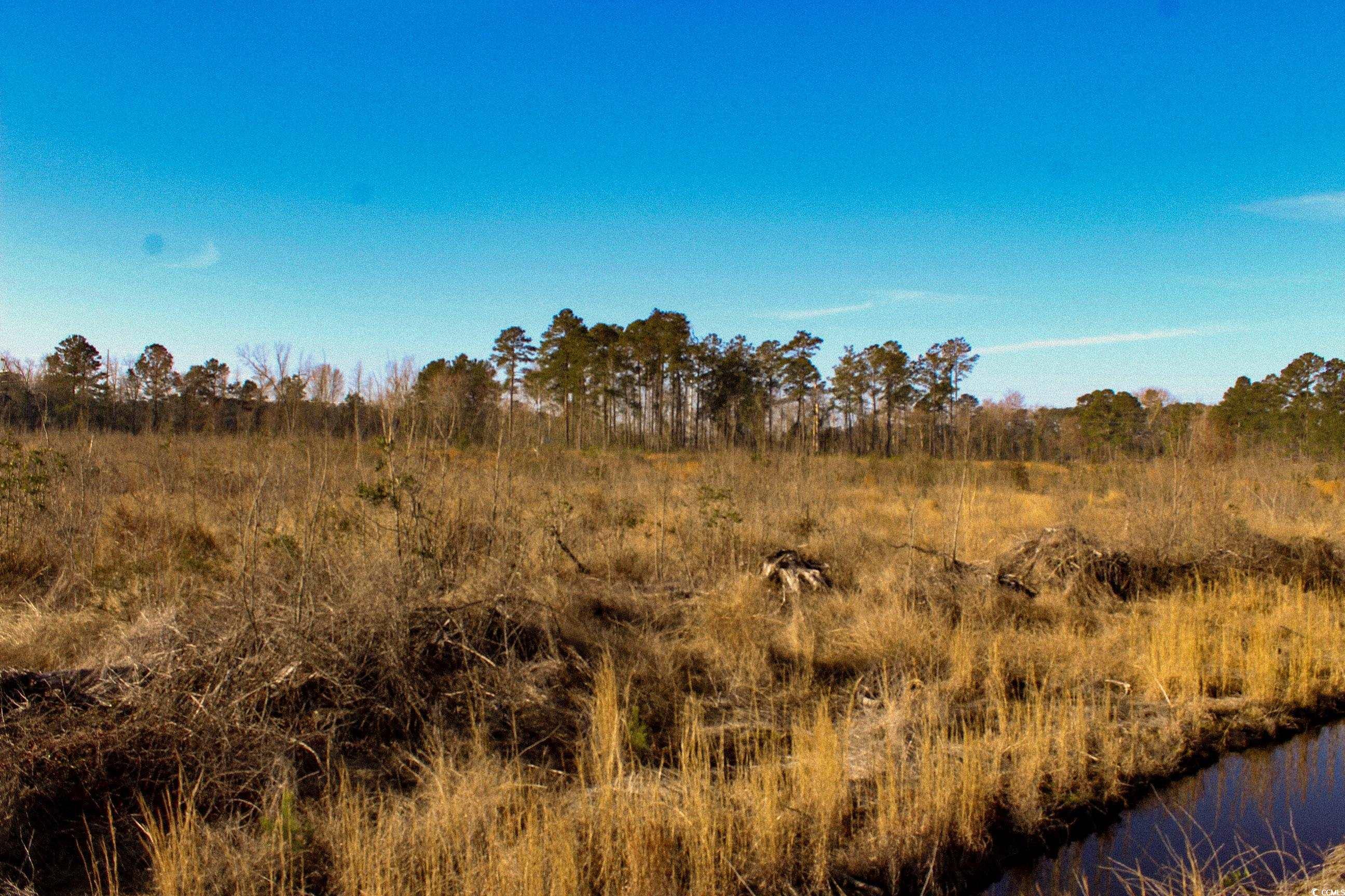 TBD Penderboro Rd., Marion, South Carolina image 7