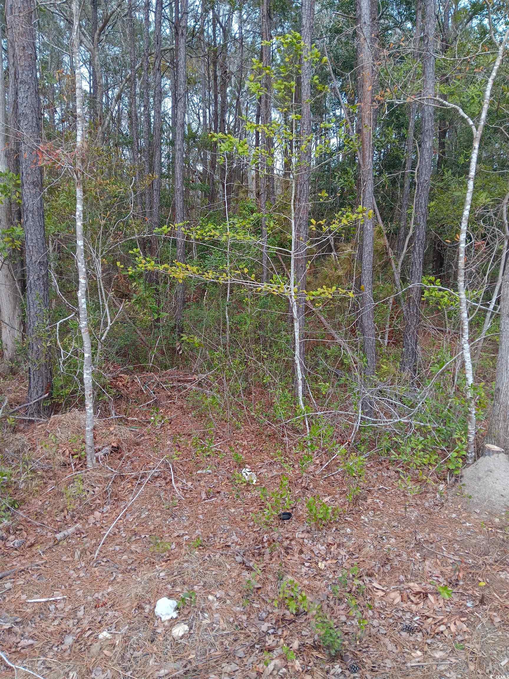 TBD Sean River Rd. Conway, SC 29526