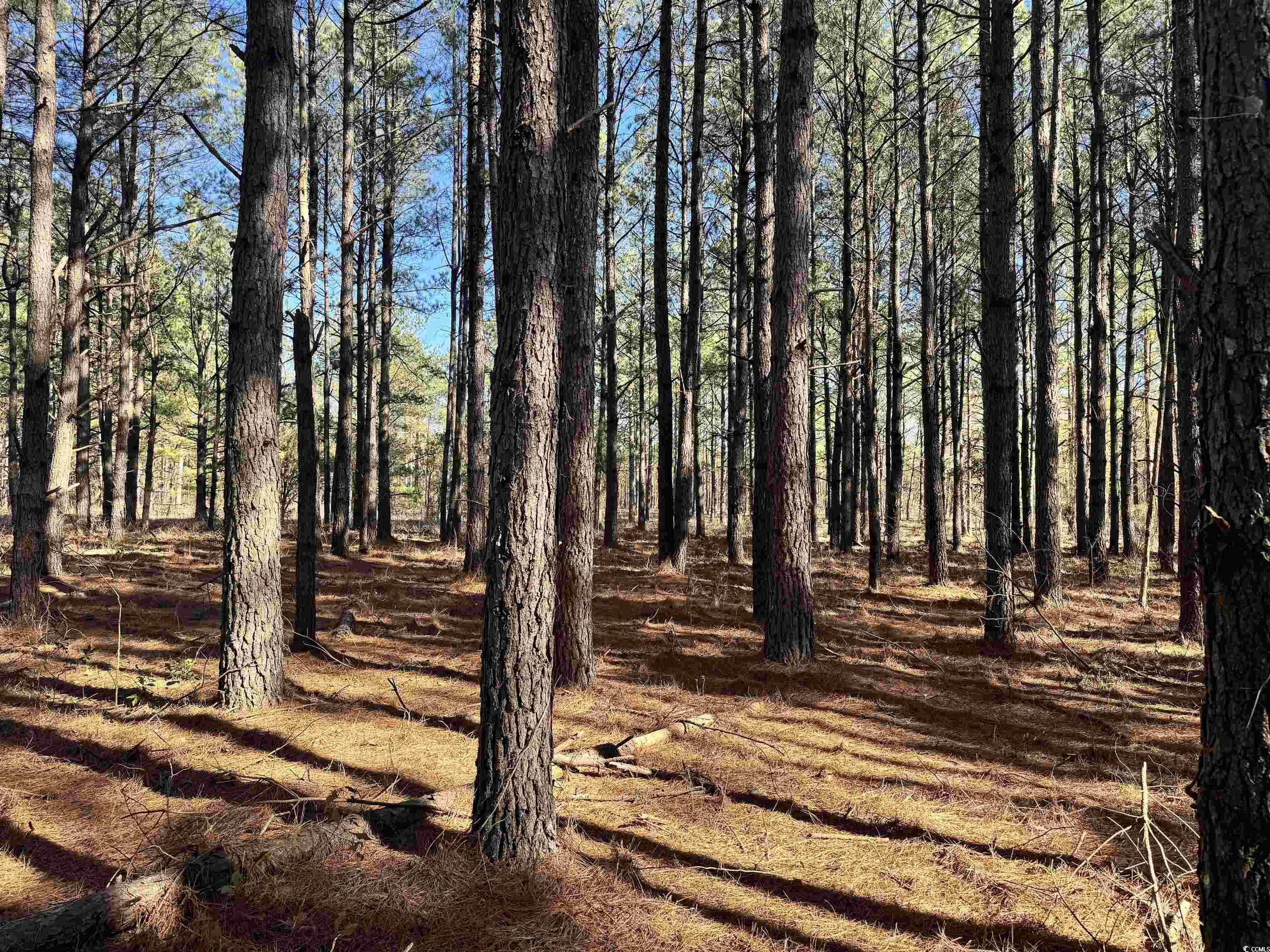 TBD Copeland Moody Rd., Marion, South Carolina image 1