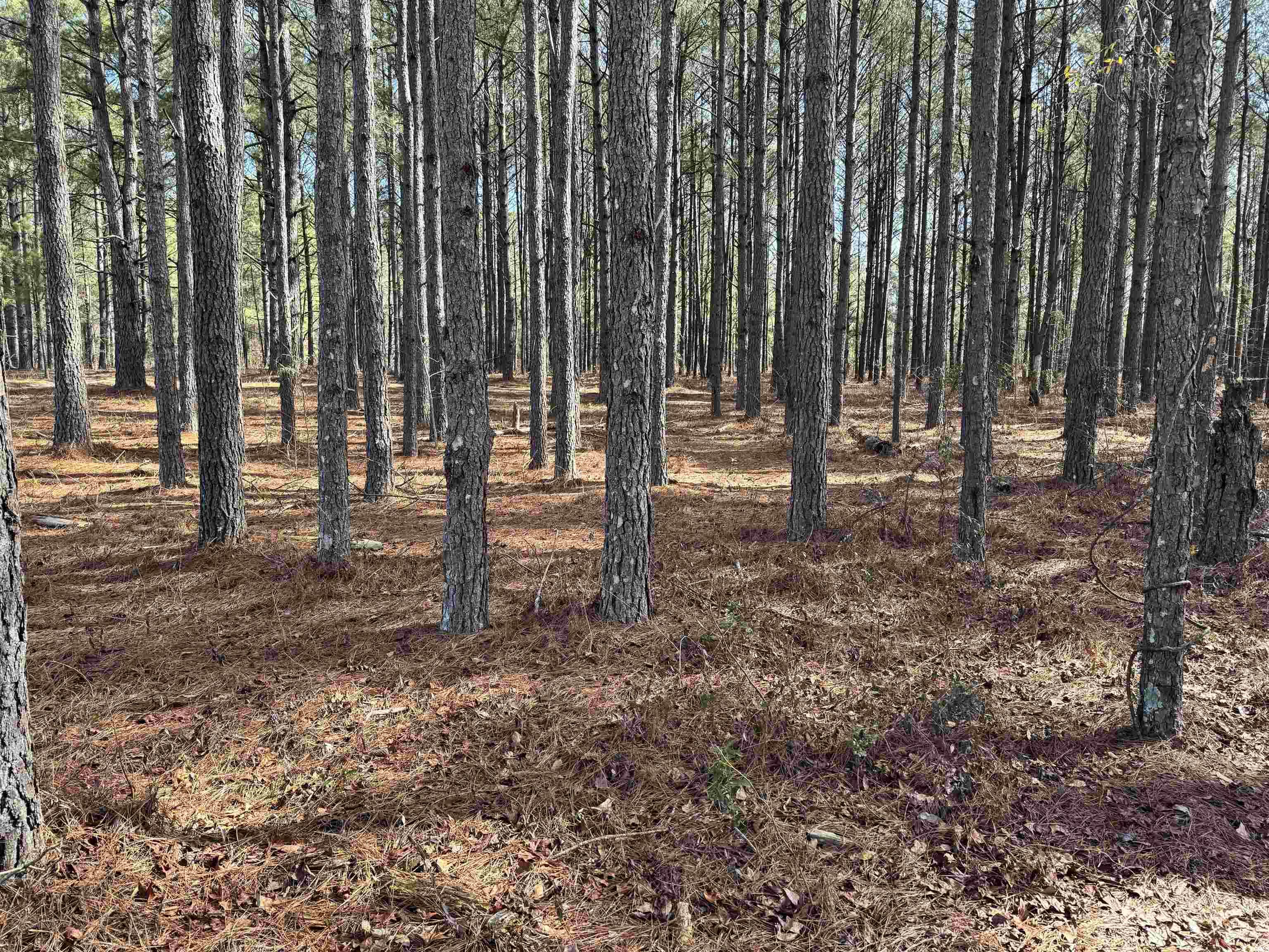 TBD Copeland Moody Rd., Marion, South Carolina image 3