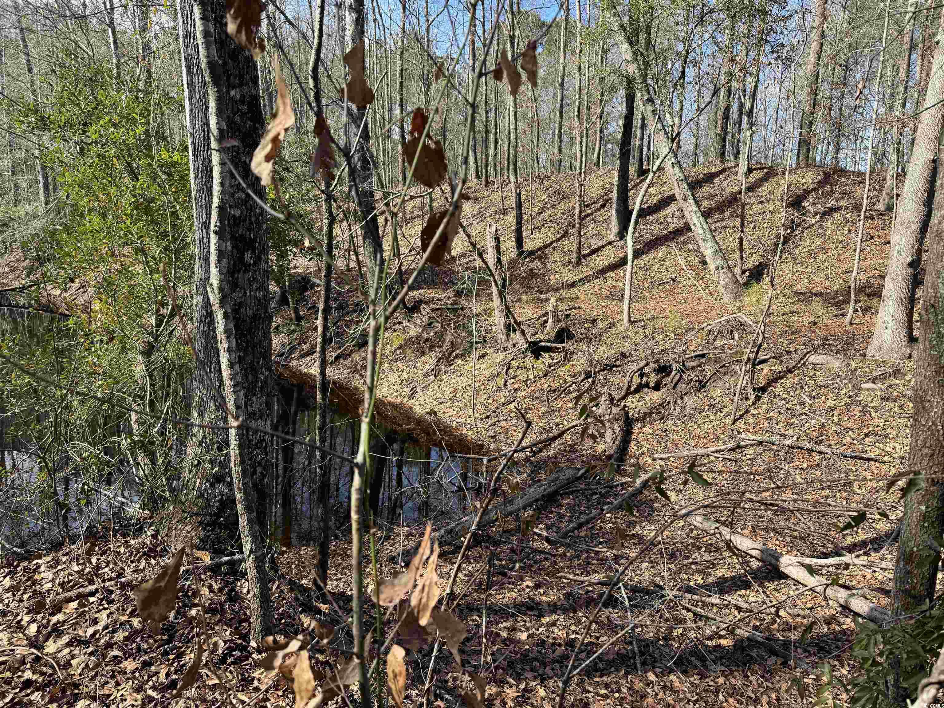 TBD Copeland Moody Rd., Marion, South Carolina image 4