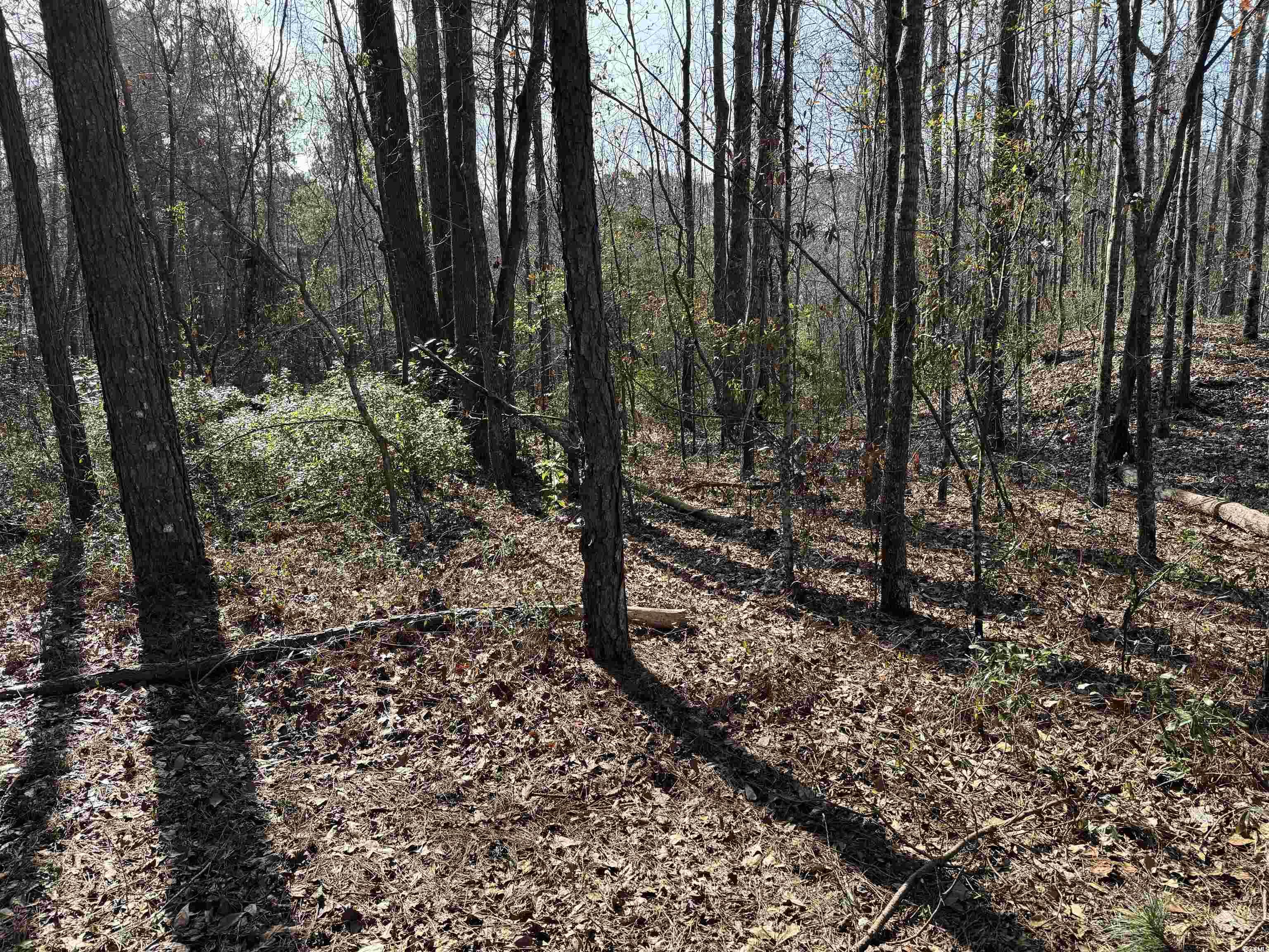 TBD Copeland Moody Rd., Marion, South Carolina image 5