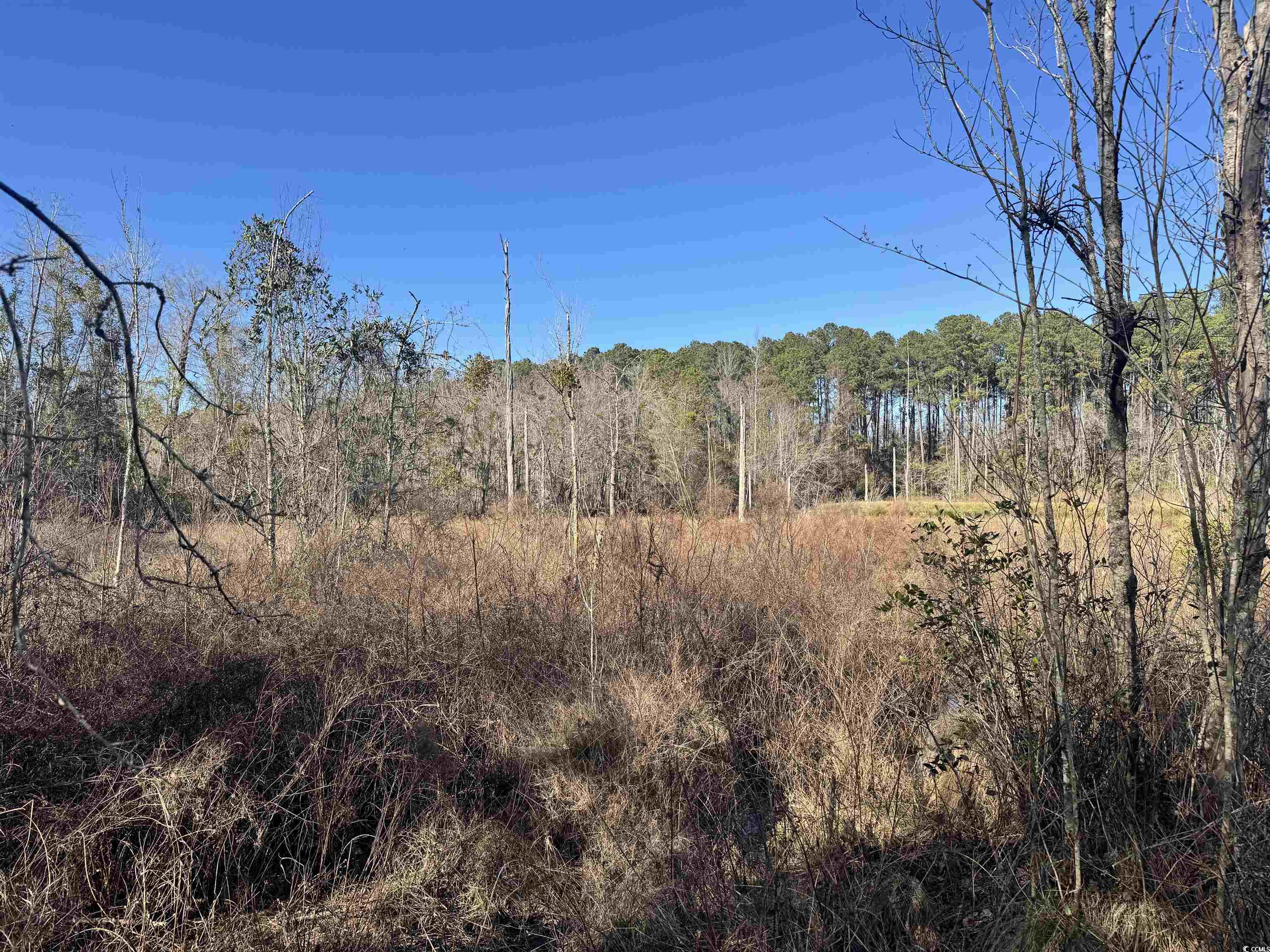 TBD Copeland Moody Rd., Marion, South Carolina image 8