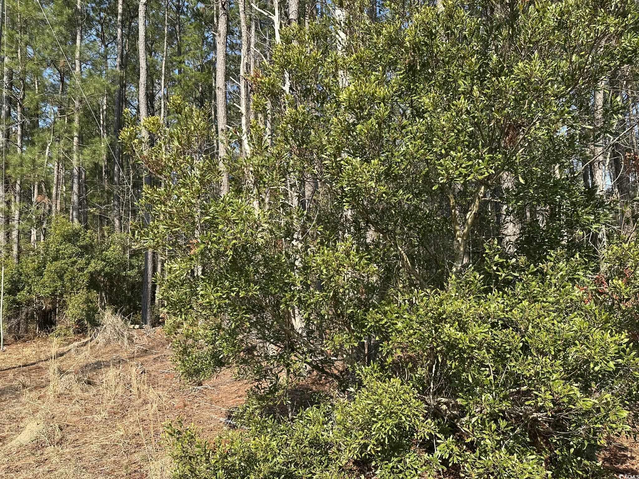 TBD Bear Branch Ct. Longs, SC 29568