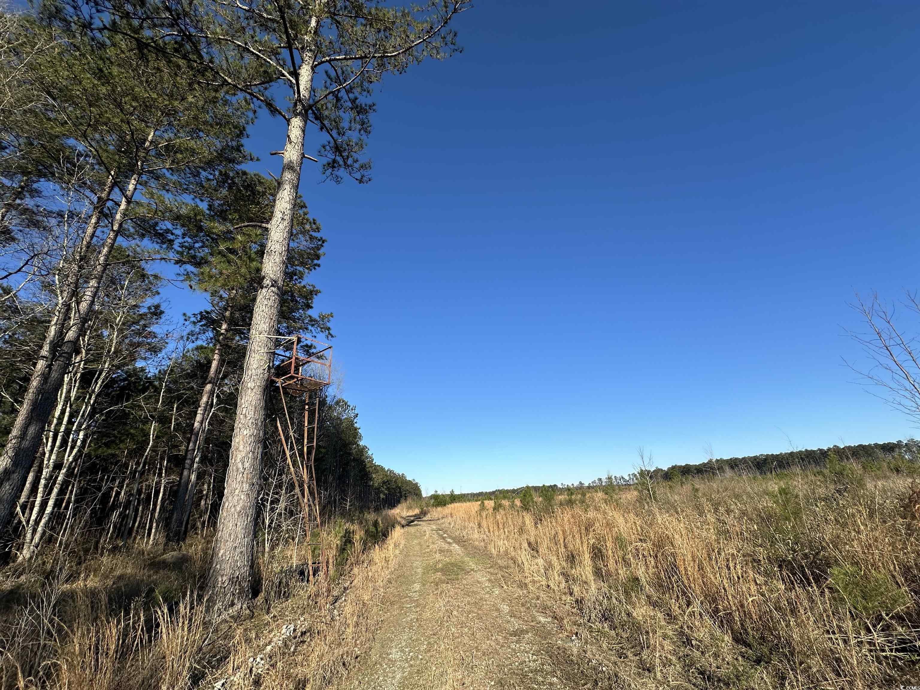 TBD Rocky Ford Rd., Salters, South Carolina image 17