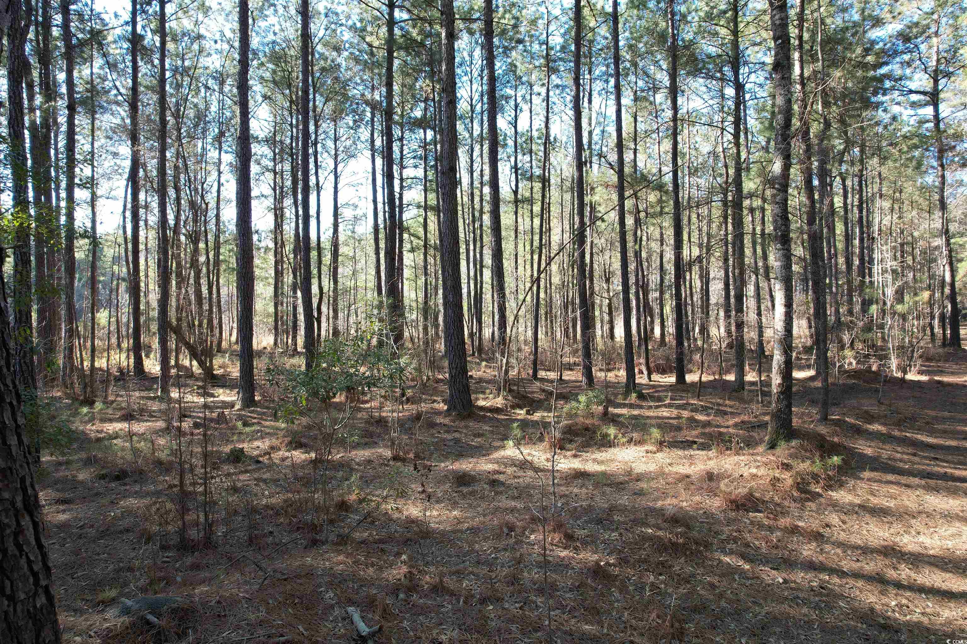 TBD Rocky Ford Rd., Salters, South Carolina image 35