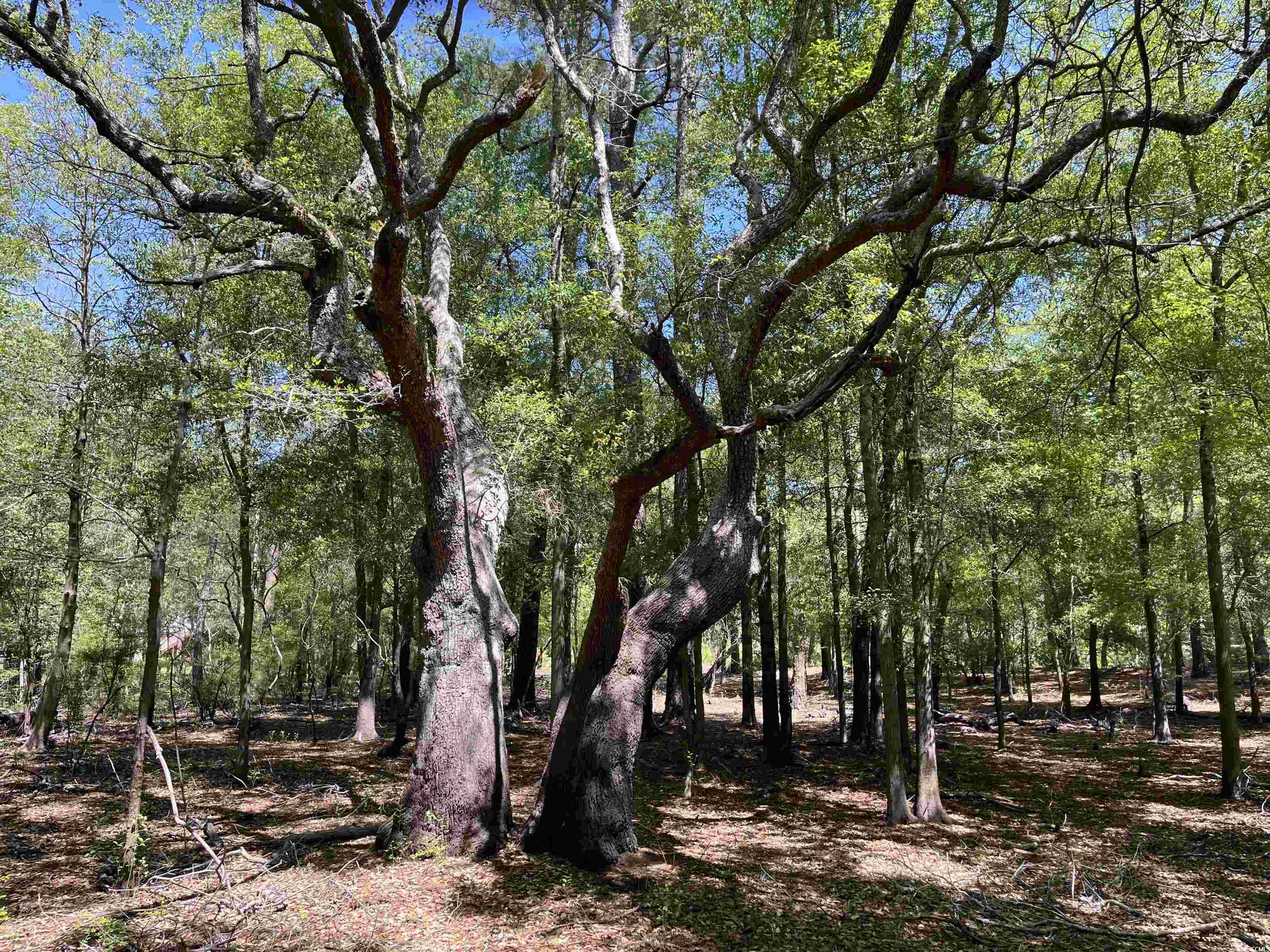 360 Cypress Flat Ct., Conway, South Carolina image 6