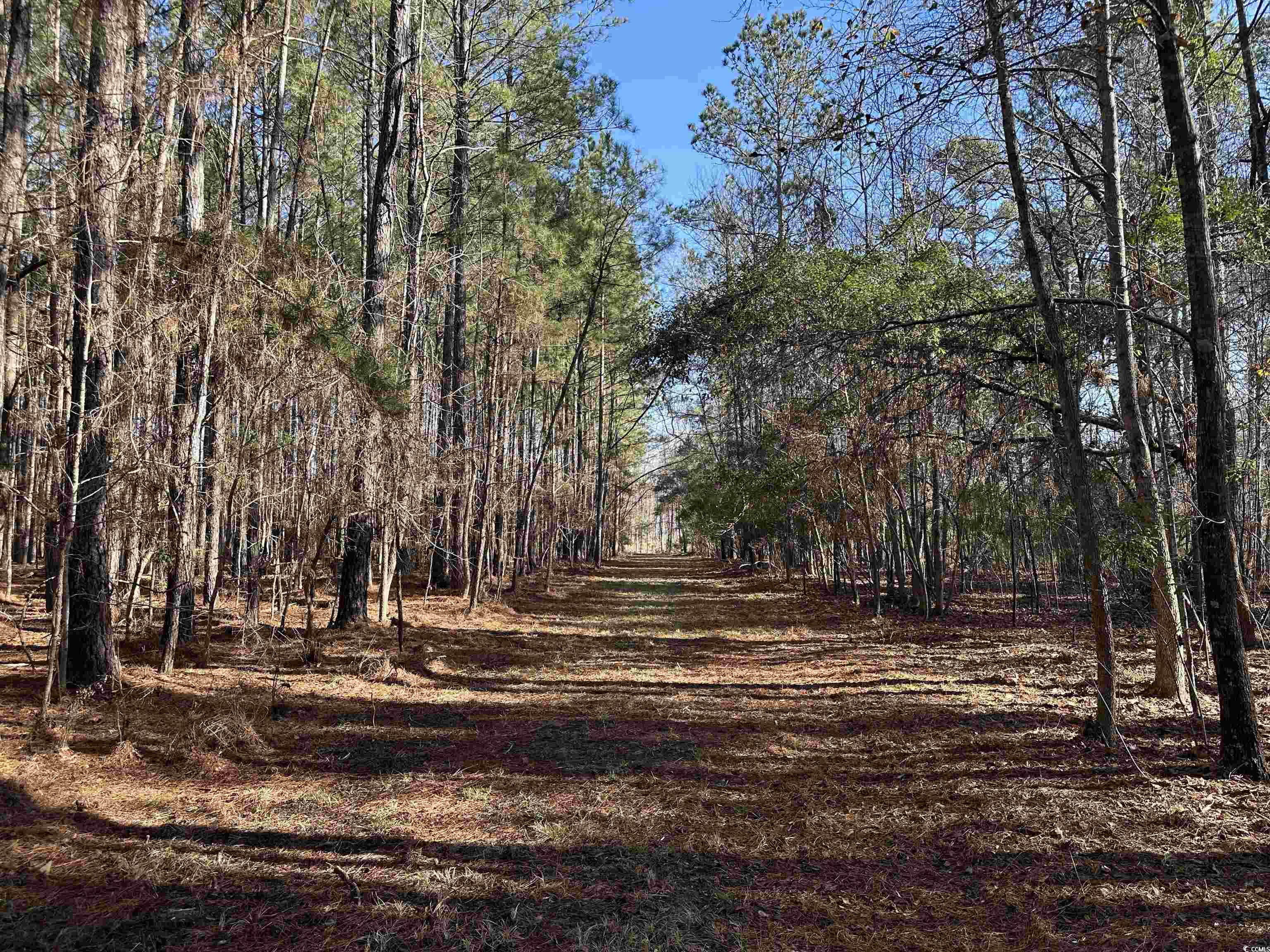 148 Acres-TBD Highway 521, Andrews, South Carolina image 13