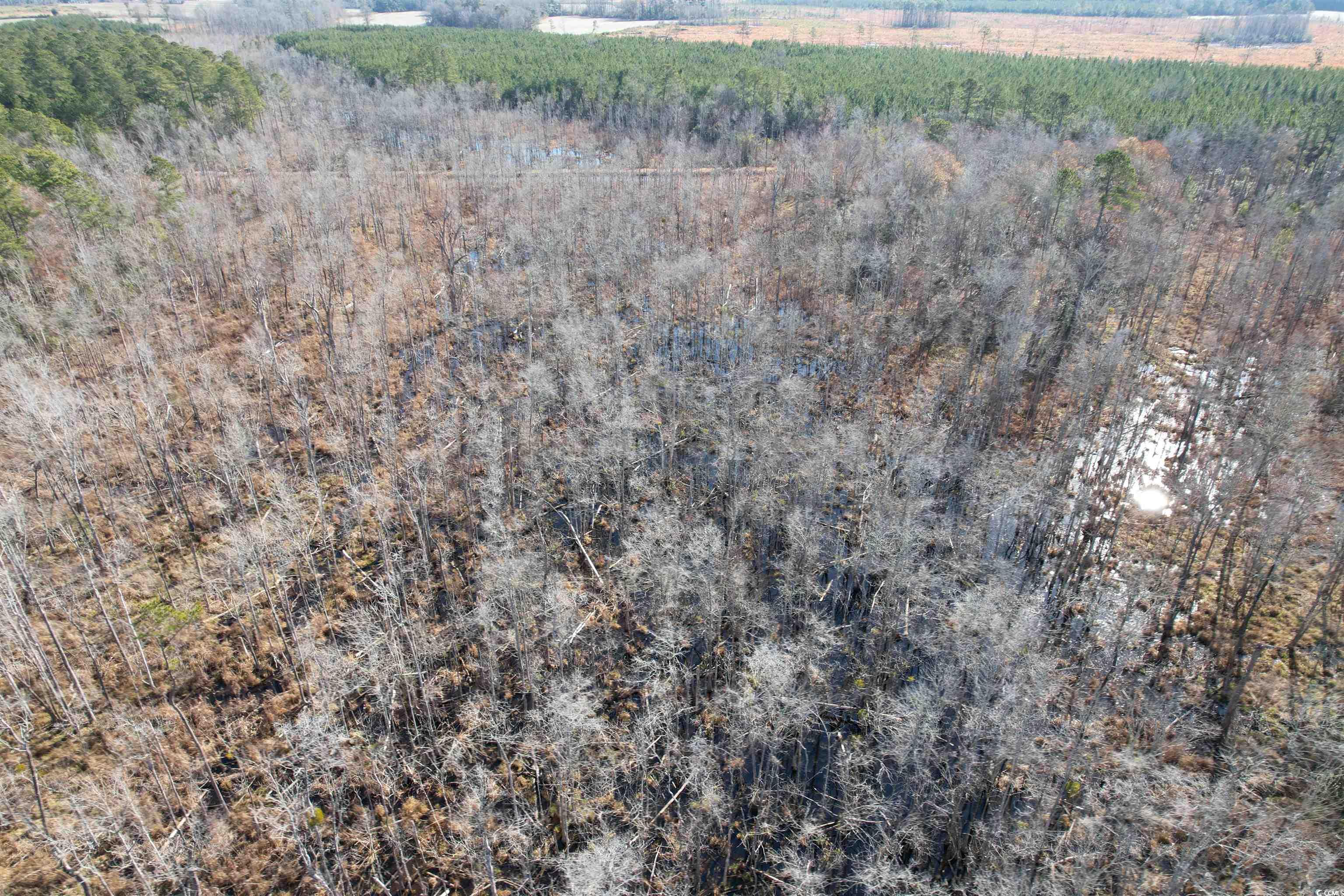 148 Acres-TBD Highway 521, Andrews, South Carolina image 30