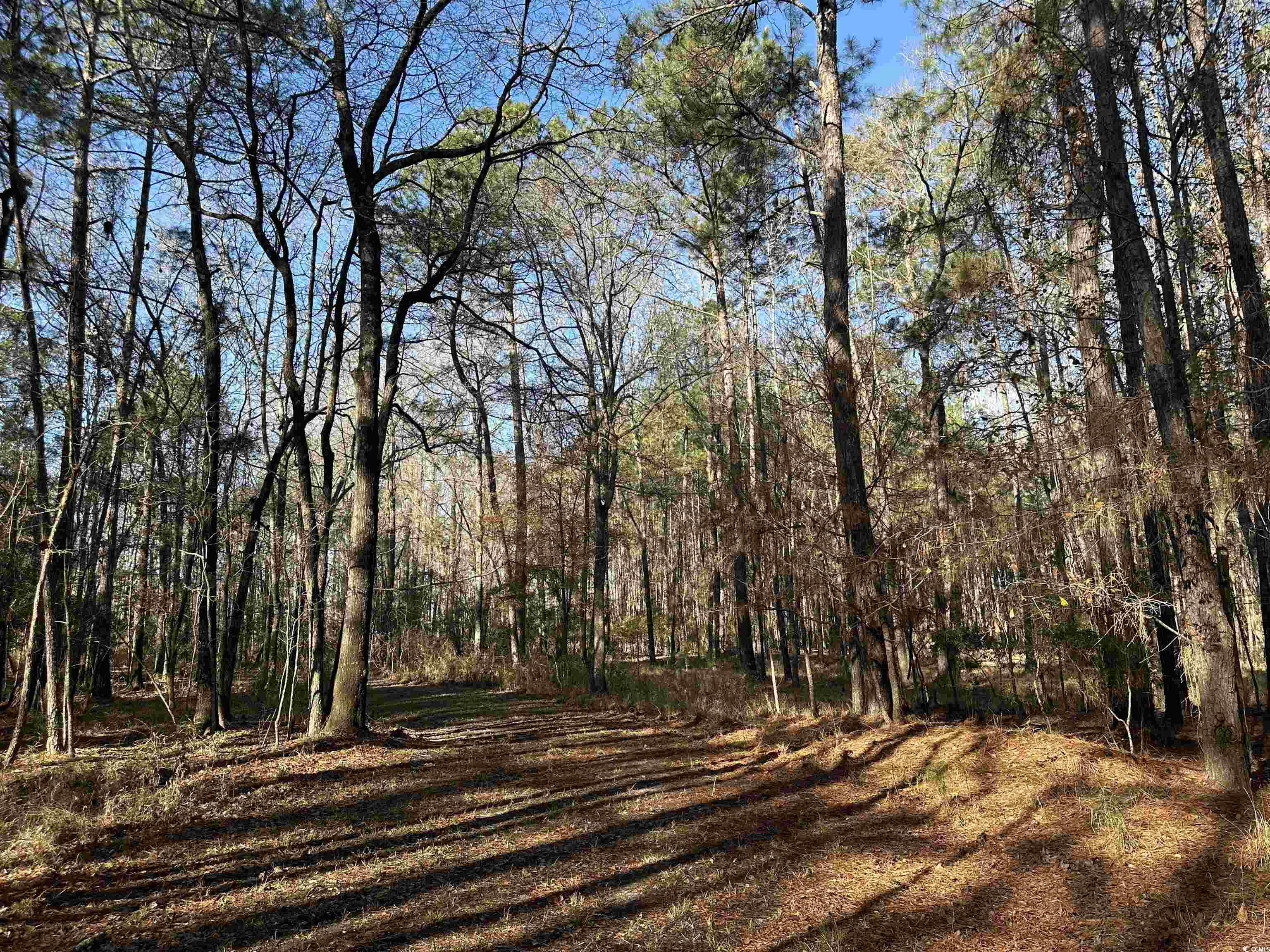 148 Acres-TBD Highway 521, Andrews, South Carolina image 9