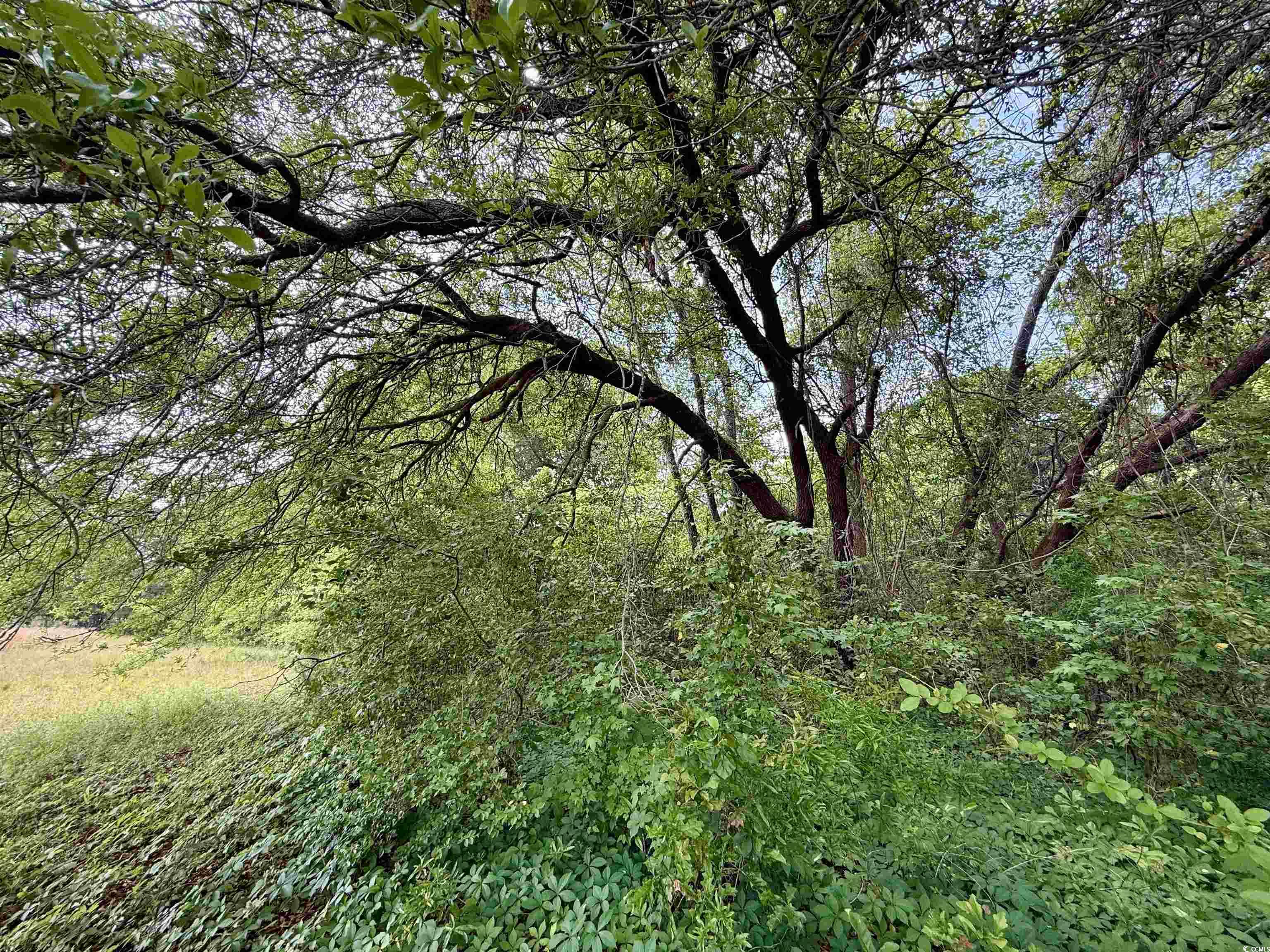 16.42 Acres-TBD Mary Rd., Salters, South Carolina image 15