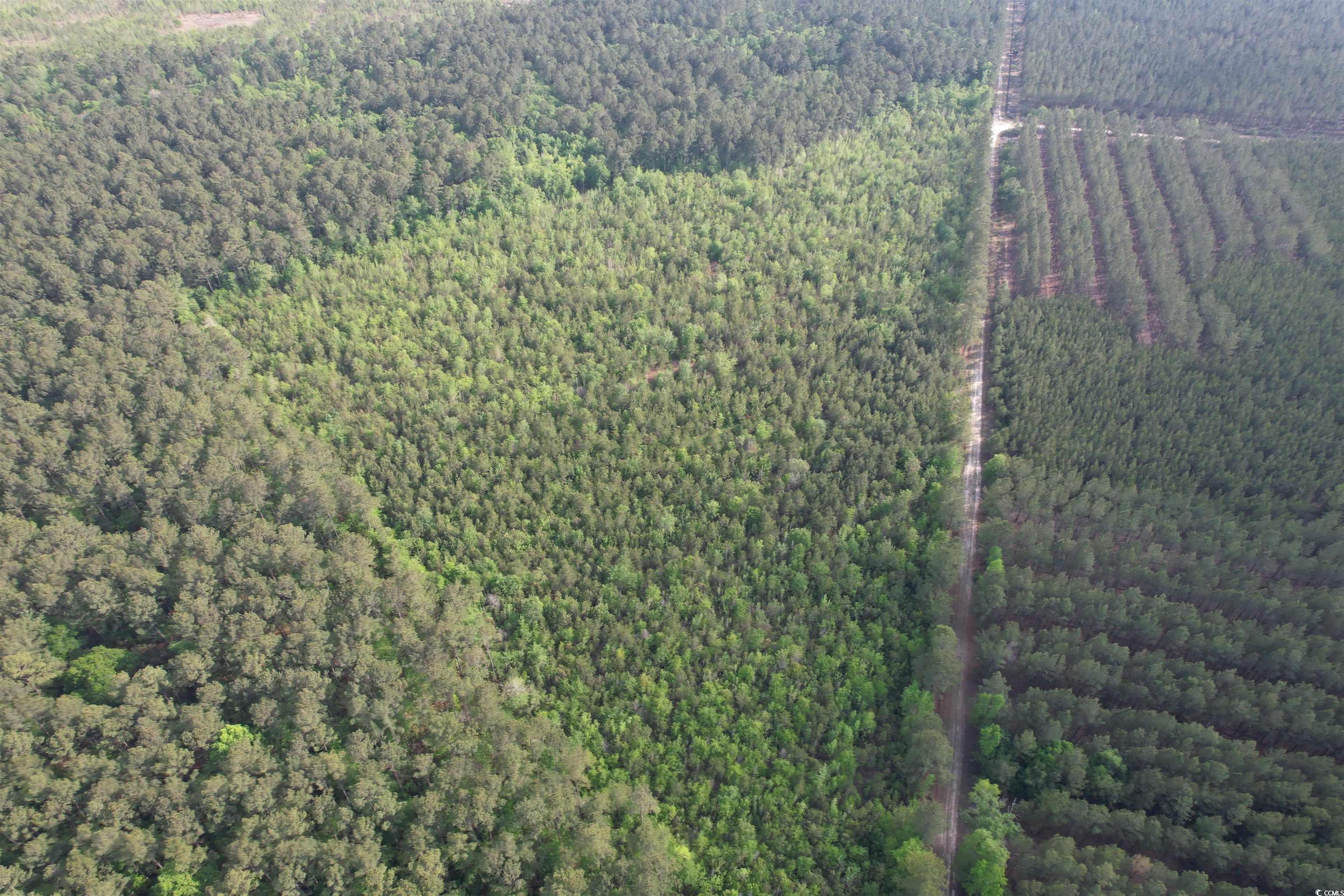 24.71 Acre Old Forreston Rd. Greeleyville, SC 29056