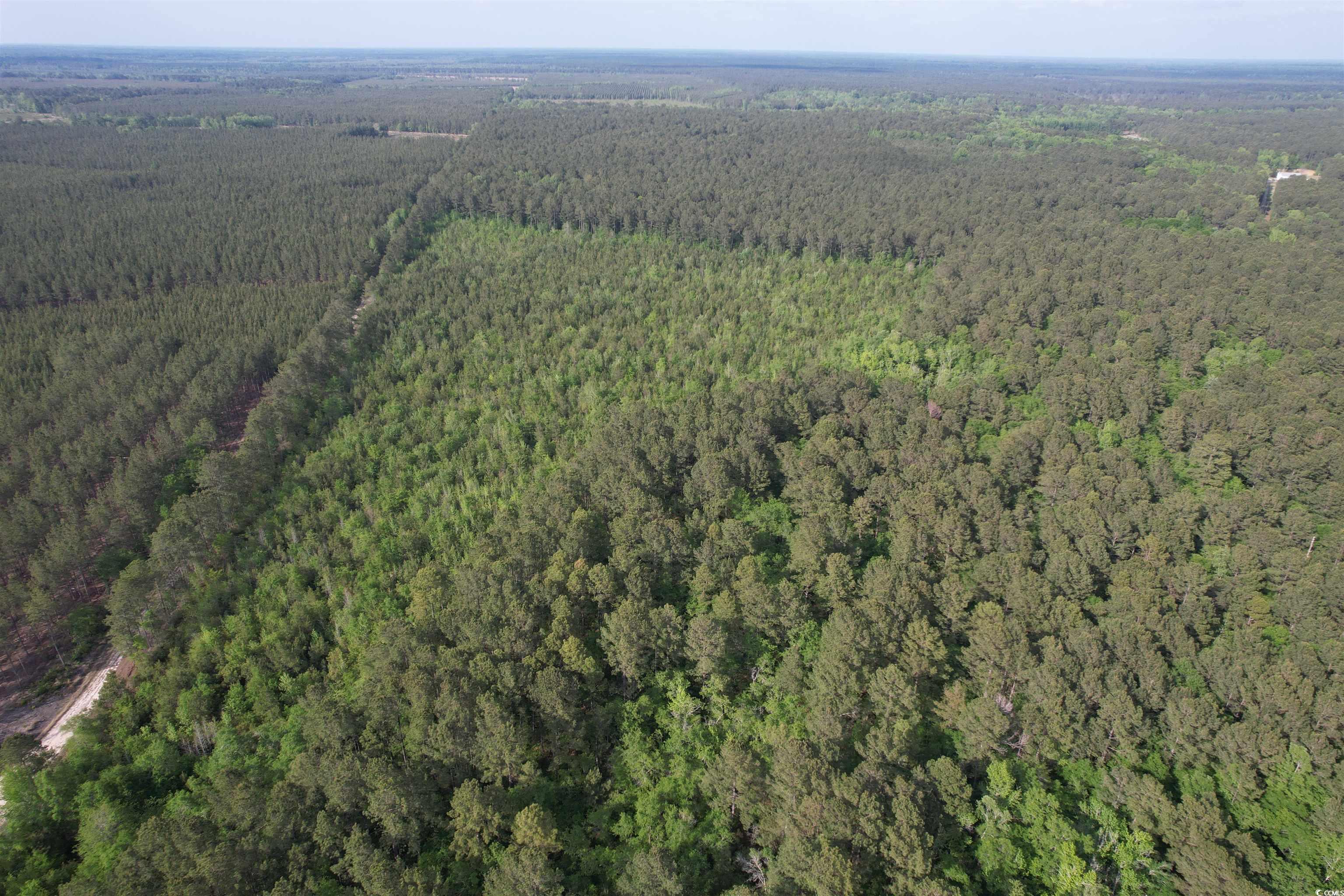 24.71 Acres-TBD Old Forreston Rd., Greeleyville, South Carolina image 2