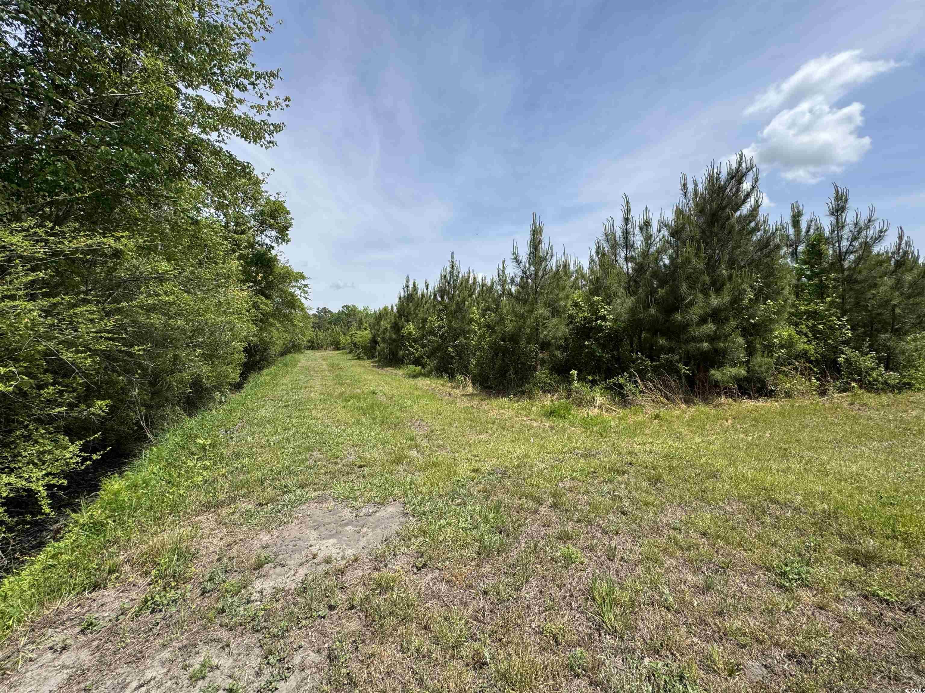 TBD Cannon Rd., Loris, South Carolina image 6