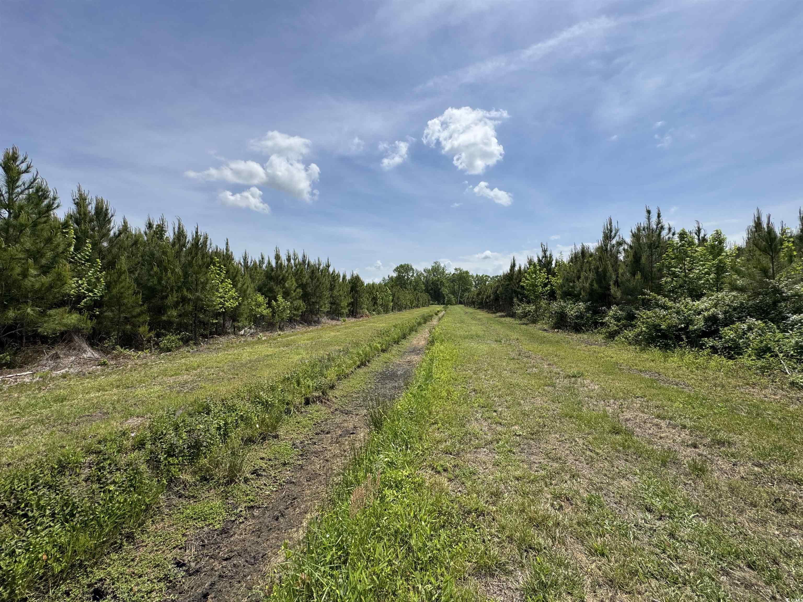 TBD Cannon Rd., Loris, South Carolina image 8