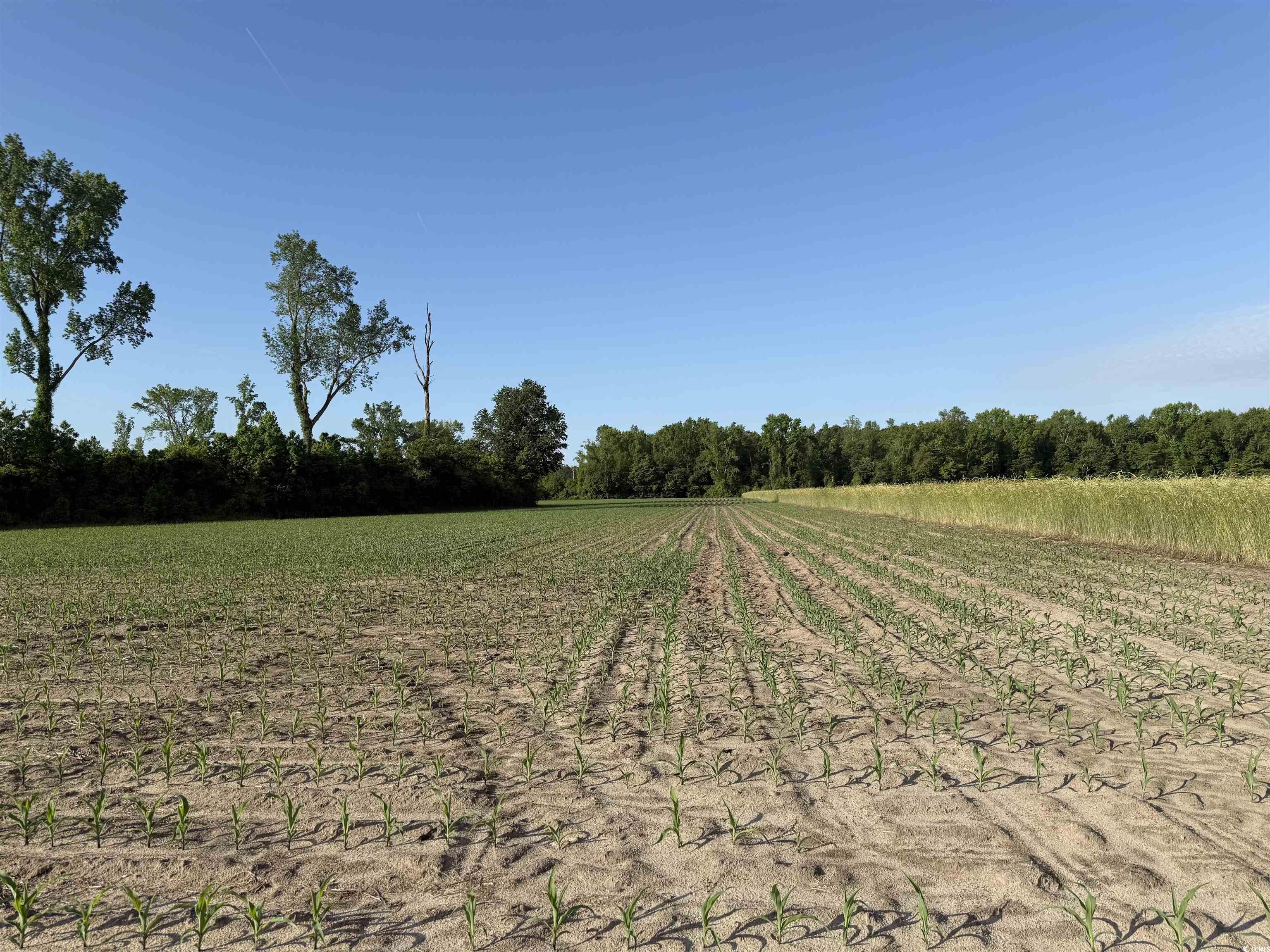 82.3 Acres - Tomlinson Rd., Olanta, South Carolina image 11