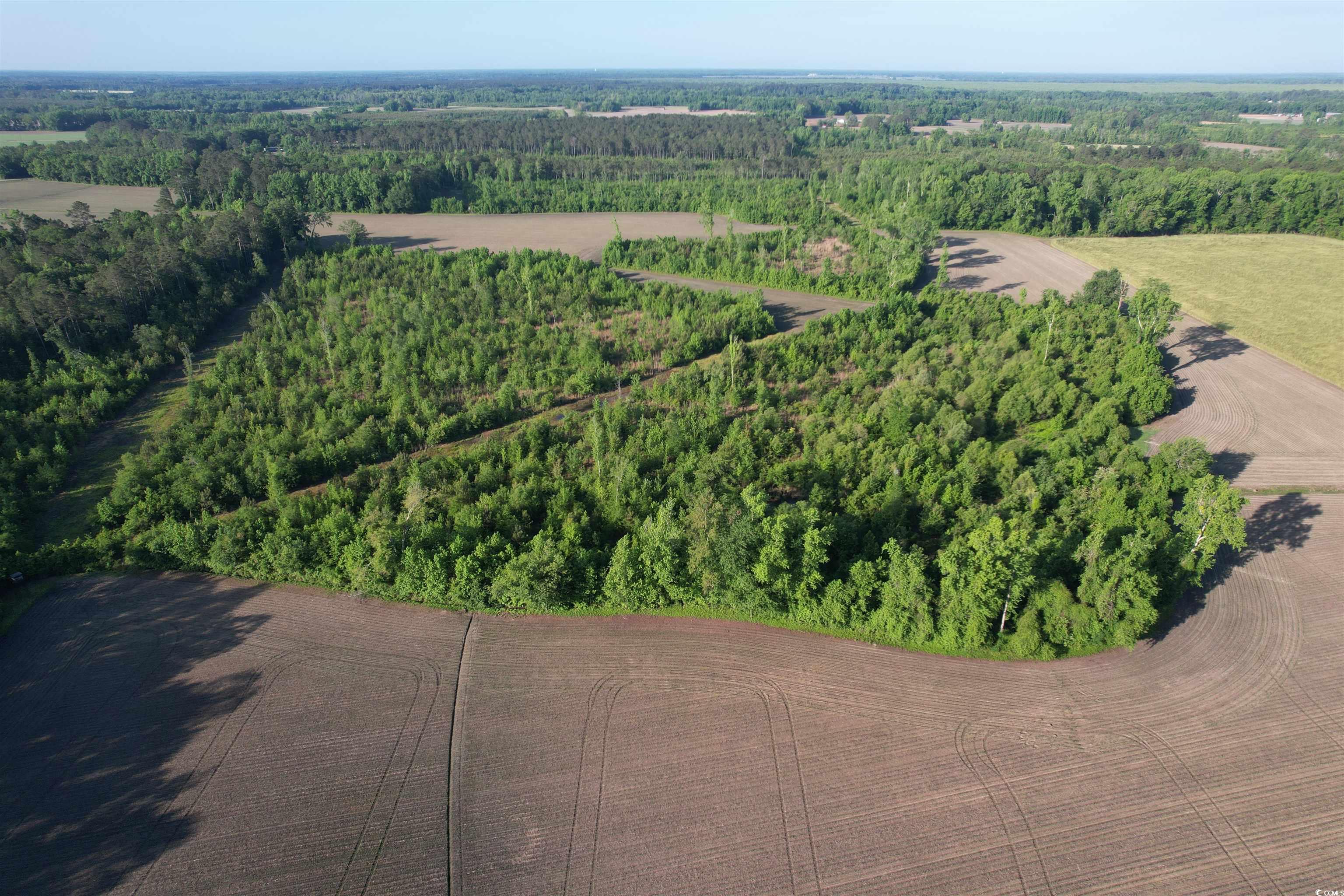82.3 Acres - Tomlinson Rd., Olanta, South Carolina image 20