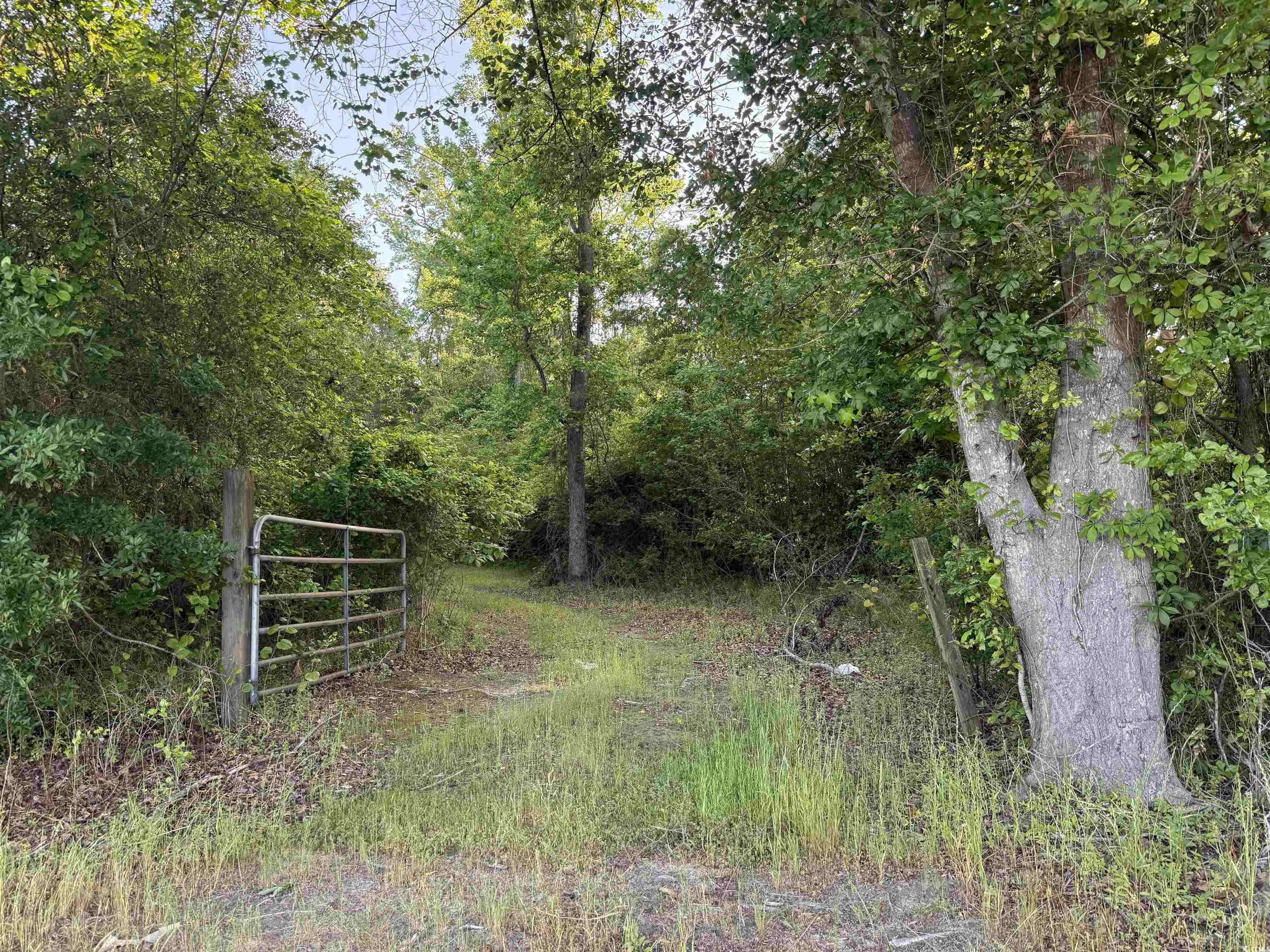 82.3 Acres - Tomlinson Rd., Olanta, South Carolina image 3