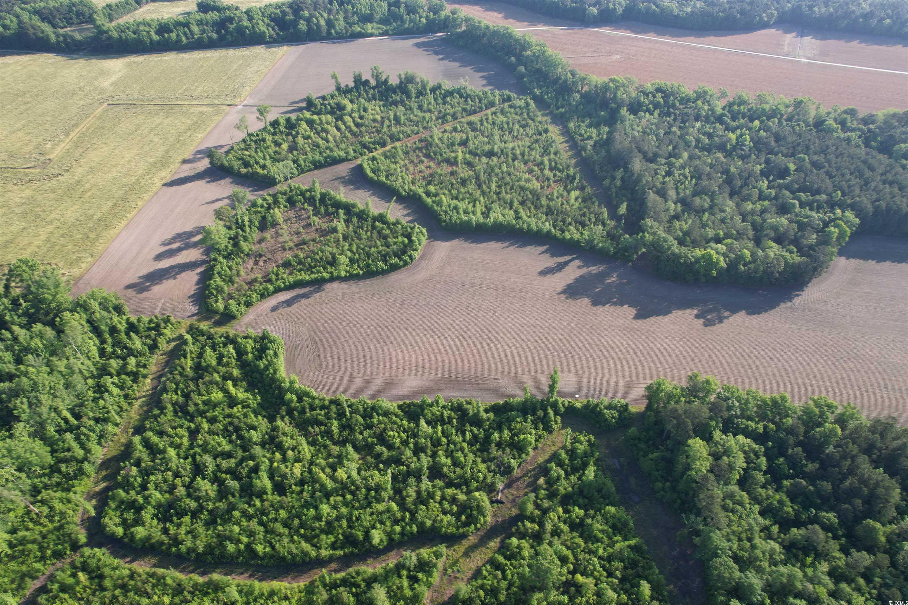 82.3 Acres - Tomlinson Rd., Olanta, South Carolina image 4
