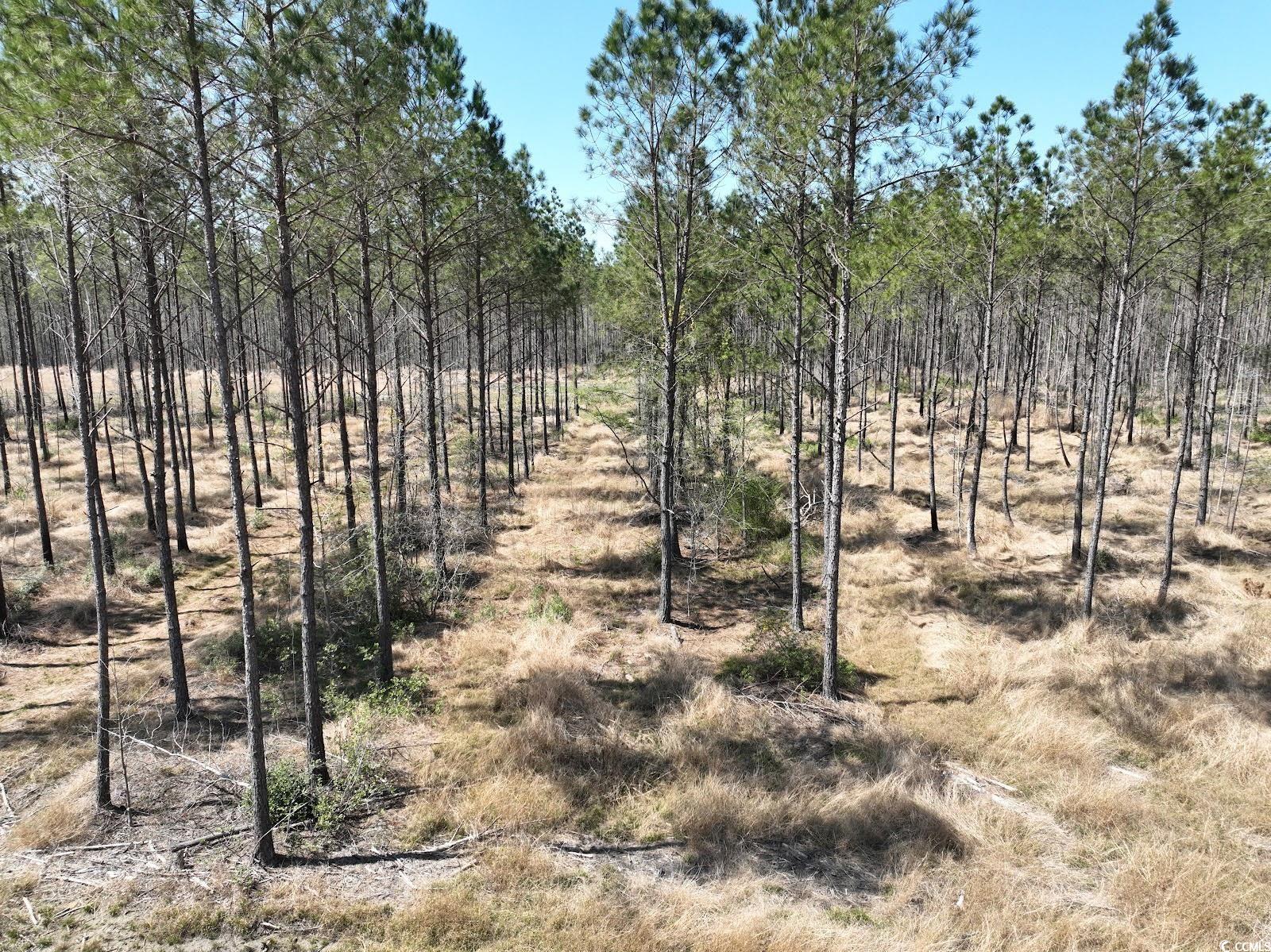 TBD Dows Rd., Loris, South Carolina image 9