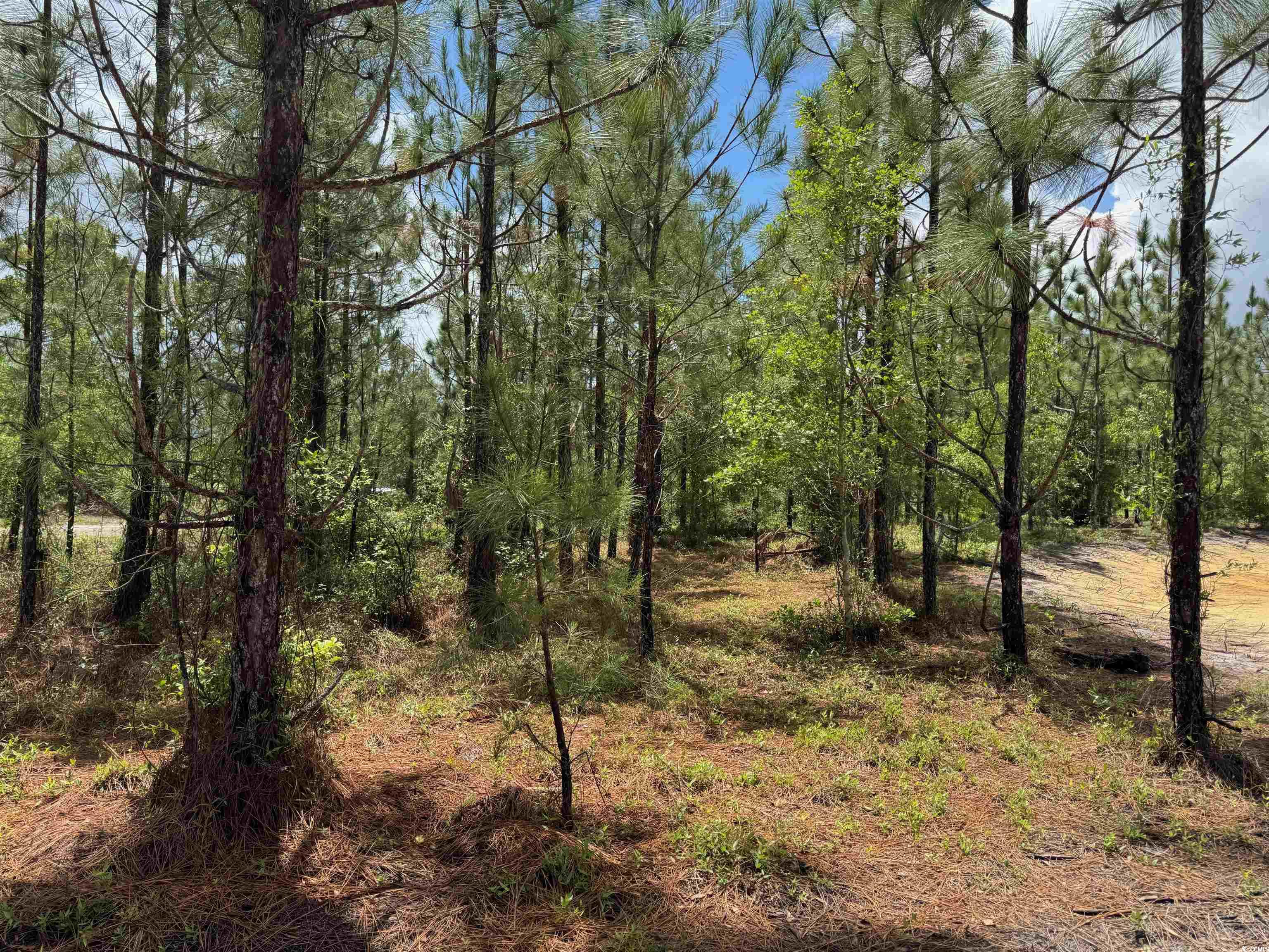 1698 Carriage Dr., Loris, South Carolina image 14