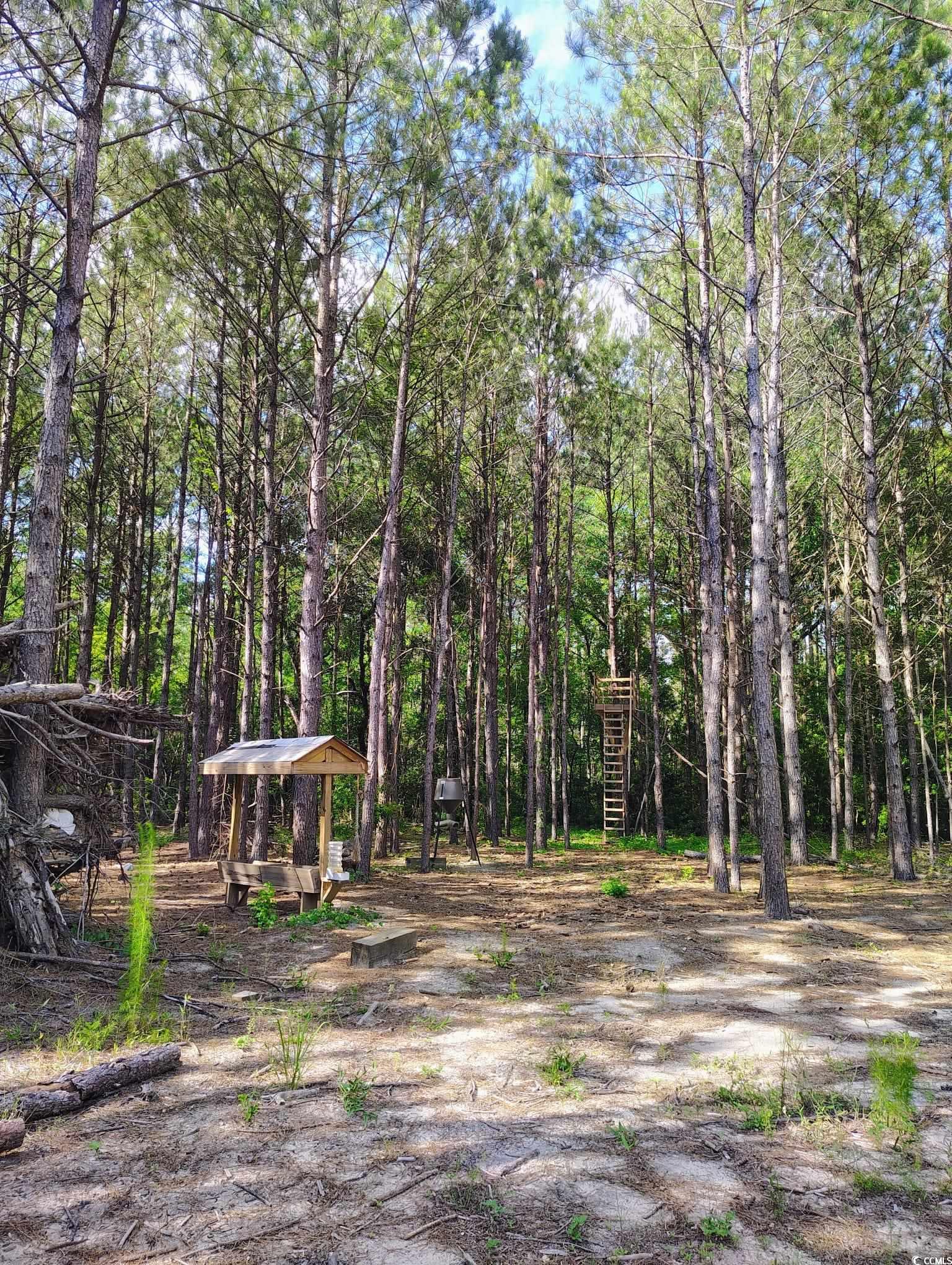 TBD Boggy Branch Rd., Nichols, South Carolina image 22