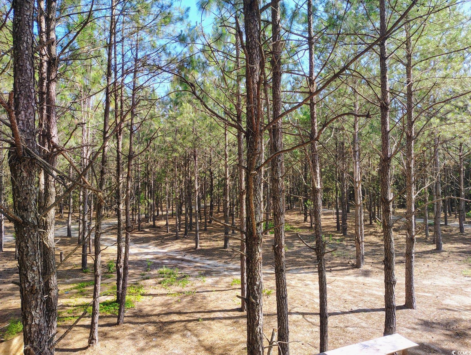 TBD Boggy Branch Rd., Nichols, South Carolina image 23