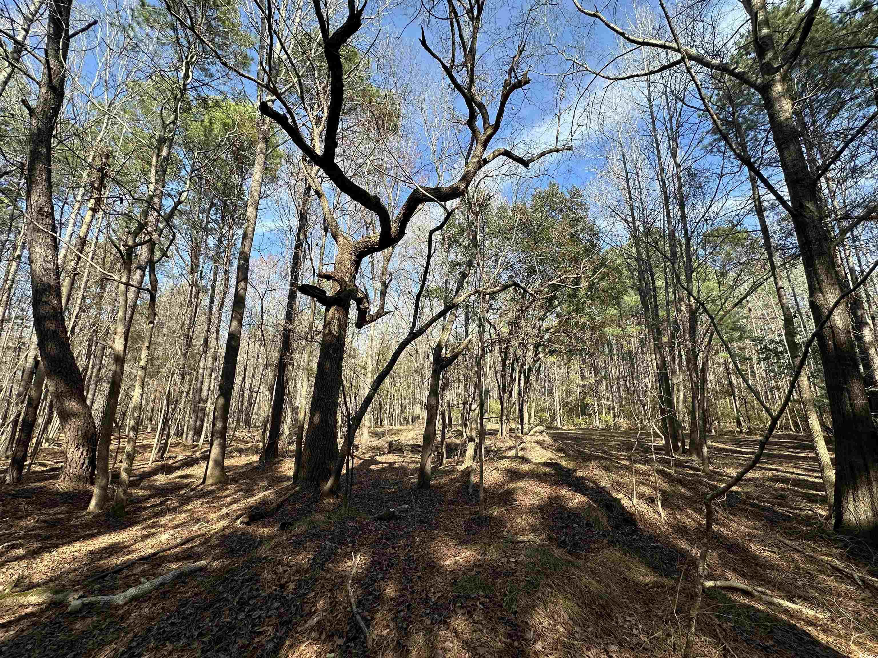 TBD Union Church Rd., Salters, South Carolina image 4