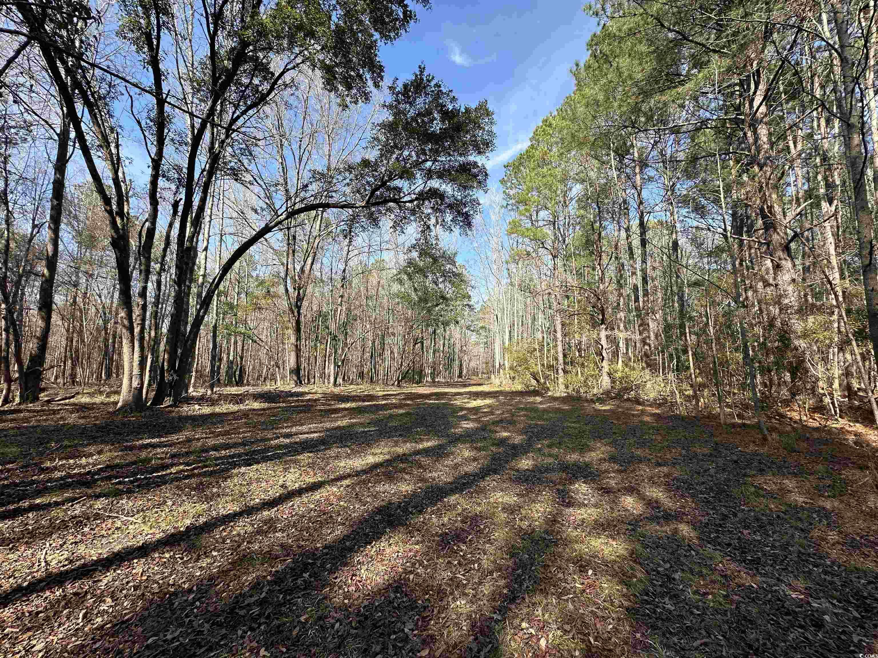 TBD Union Church Rd., Salters, South Carolina image 6