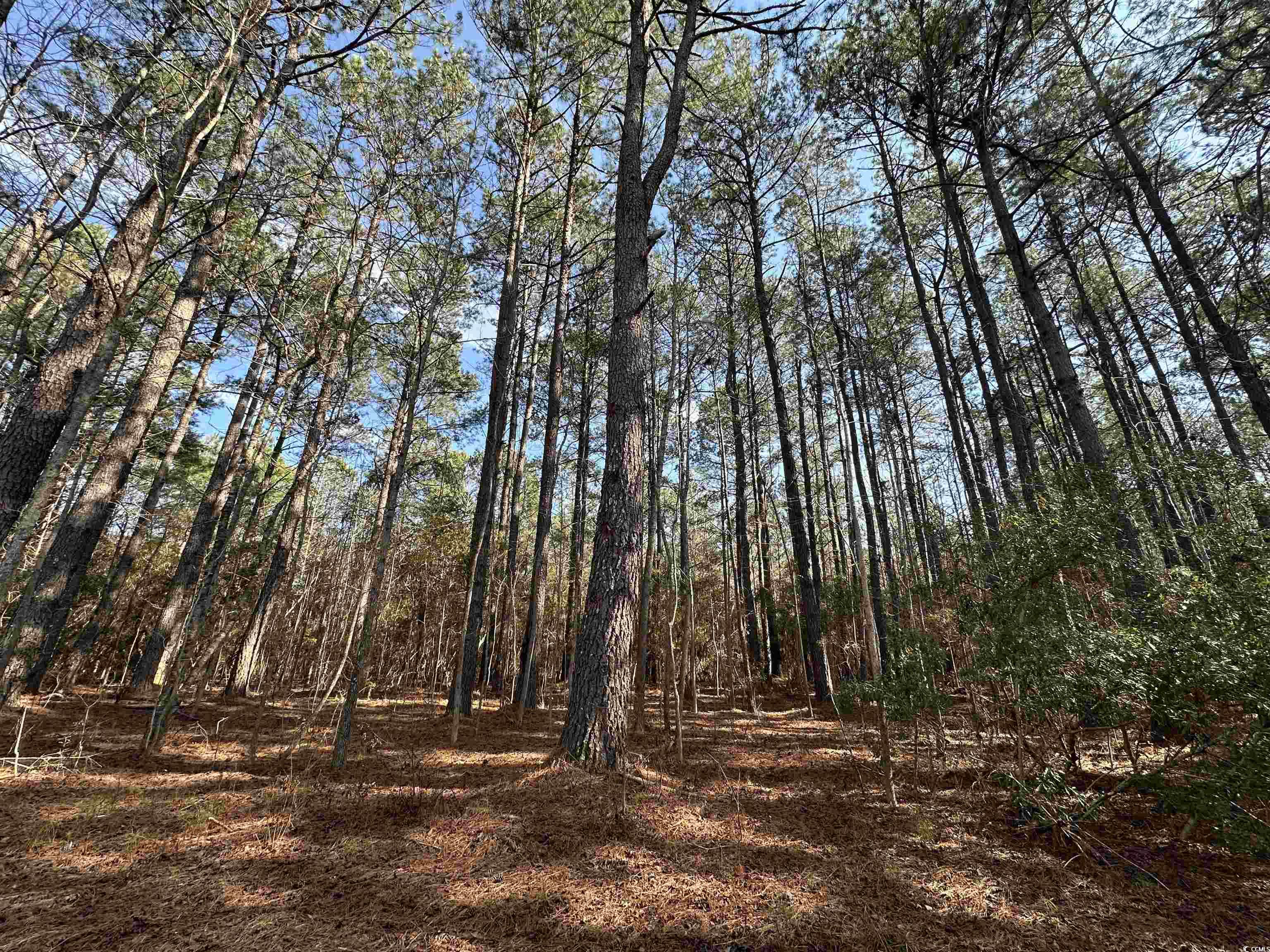 TBD Union Church Rd., Salters, South Carolina image 9