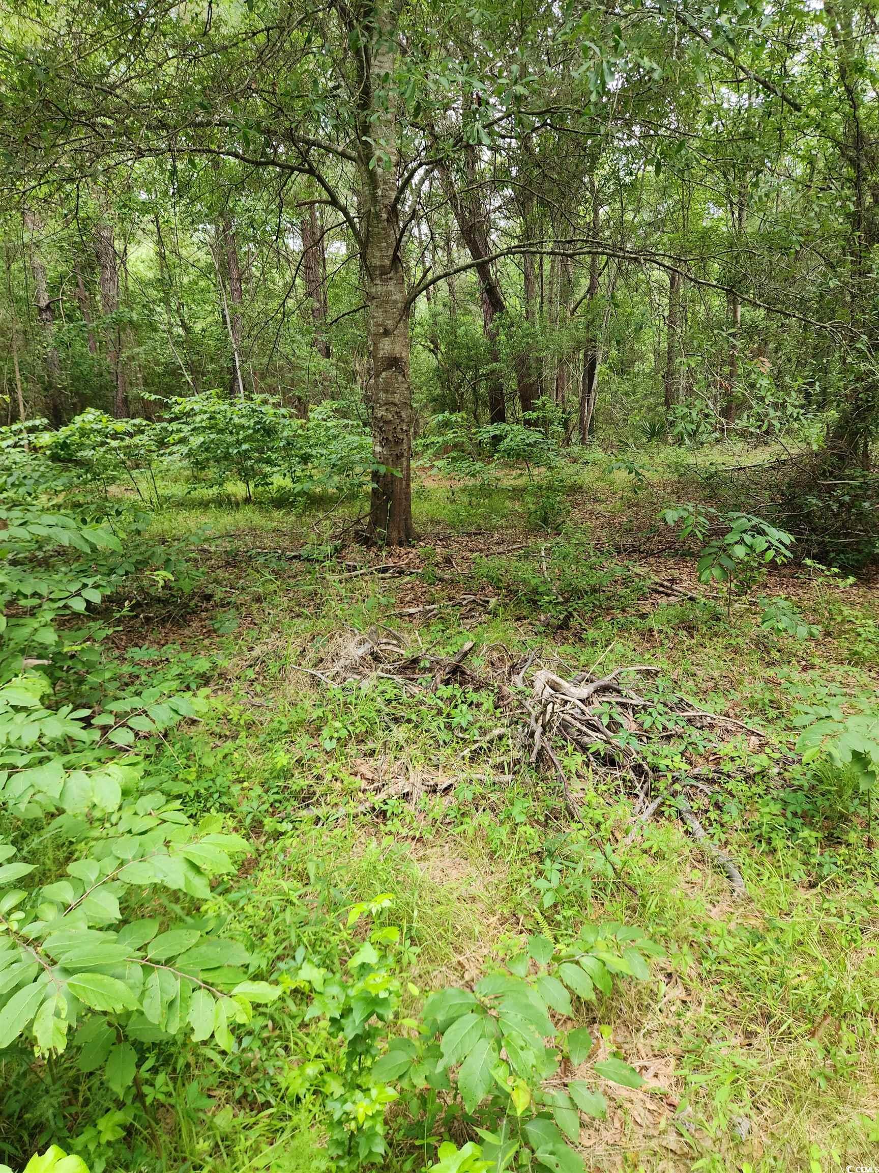 TBD Thatchpalm Ct., Georgetown, South Carolina image 4