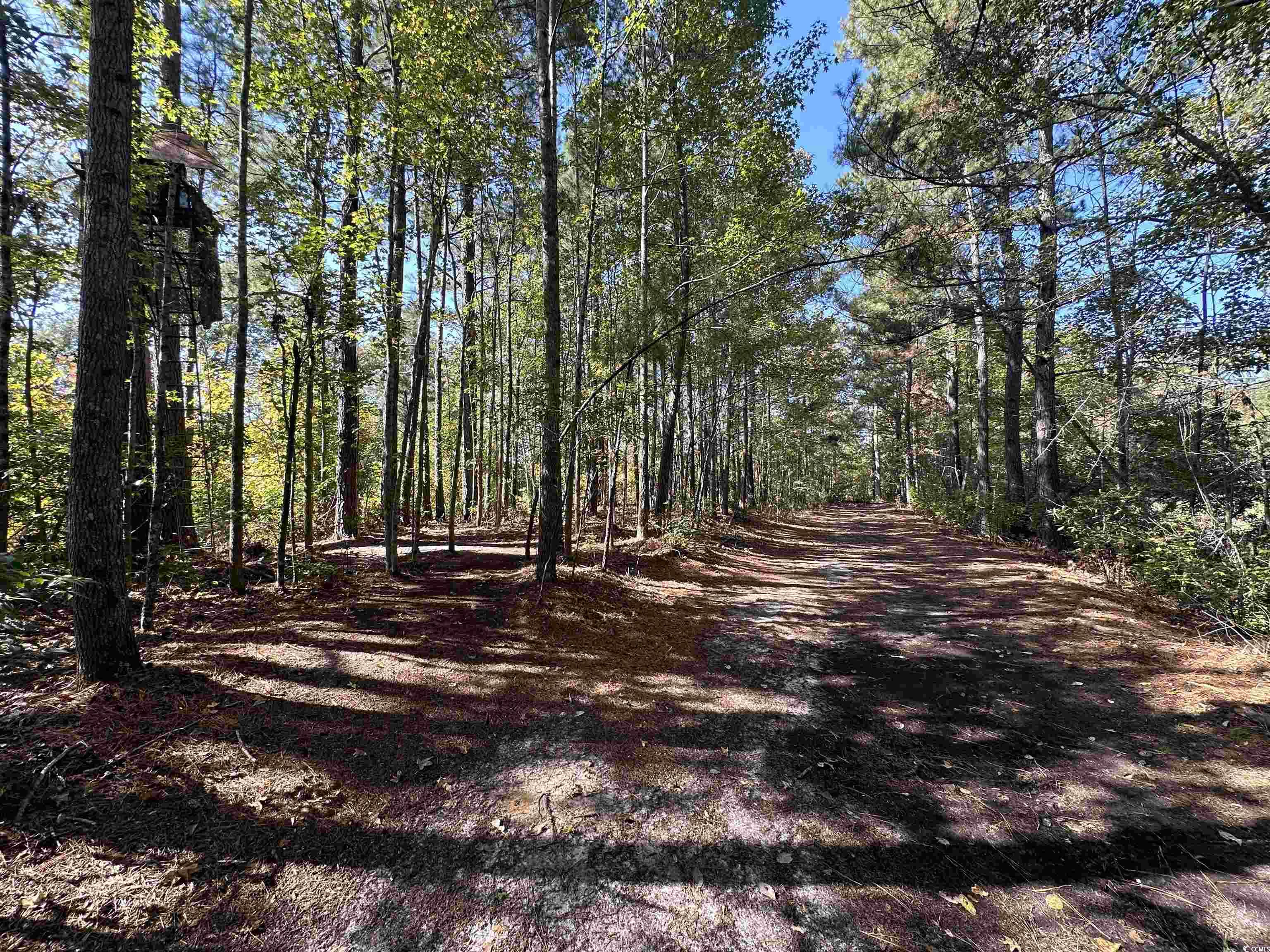 5.47 Acres-TBD High Hill Rd., Scranton, South Carolina image 13