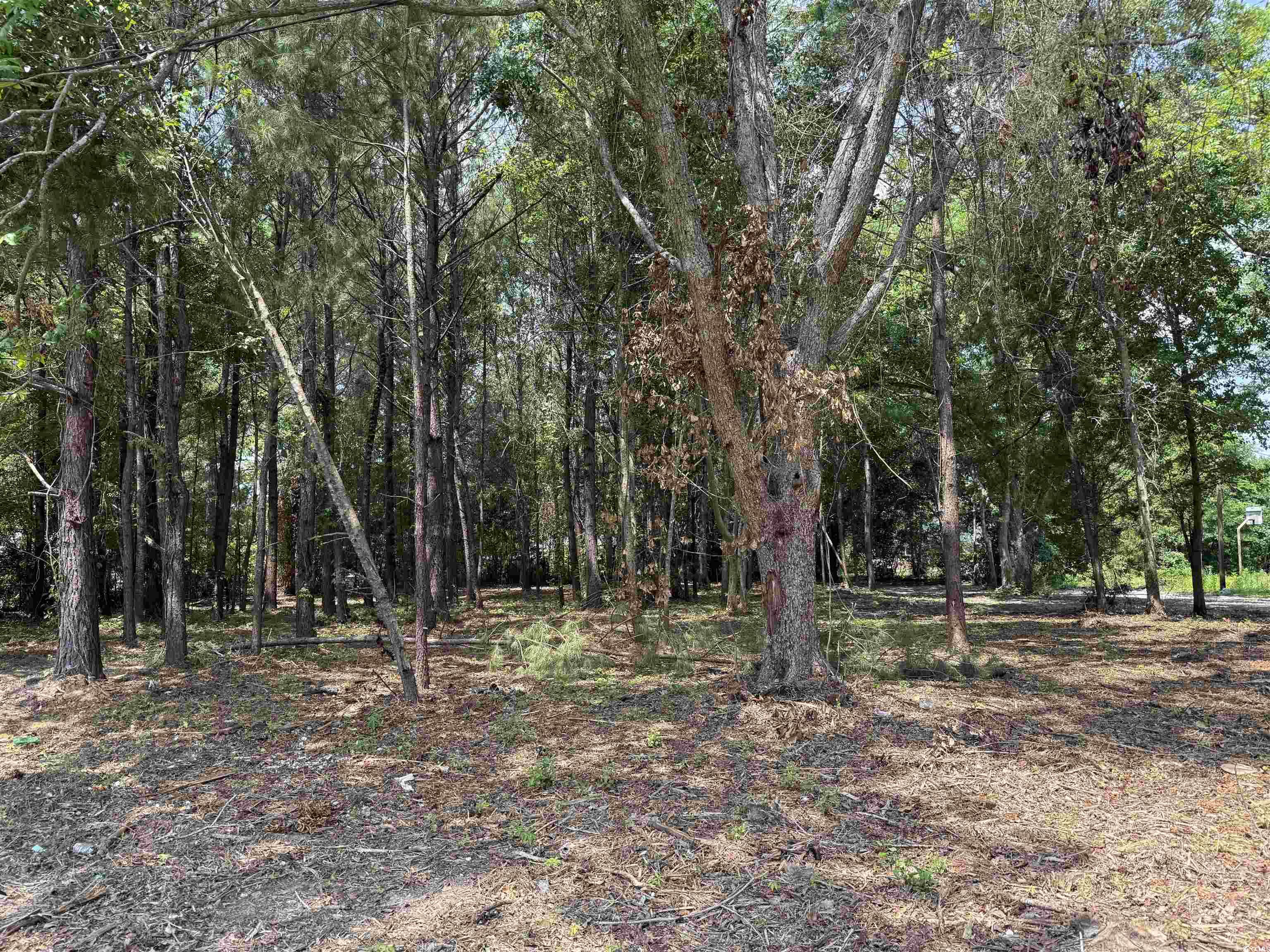 TBD S Rosemary Ave., Andrews, South Carolina image 1