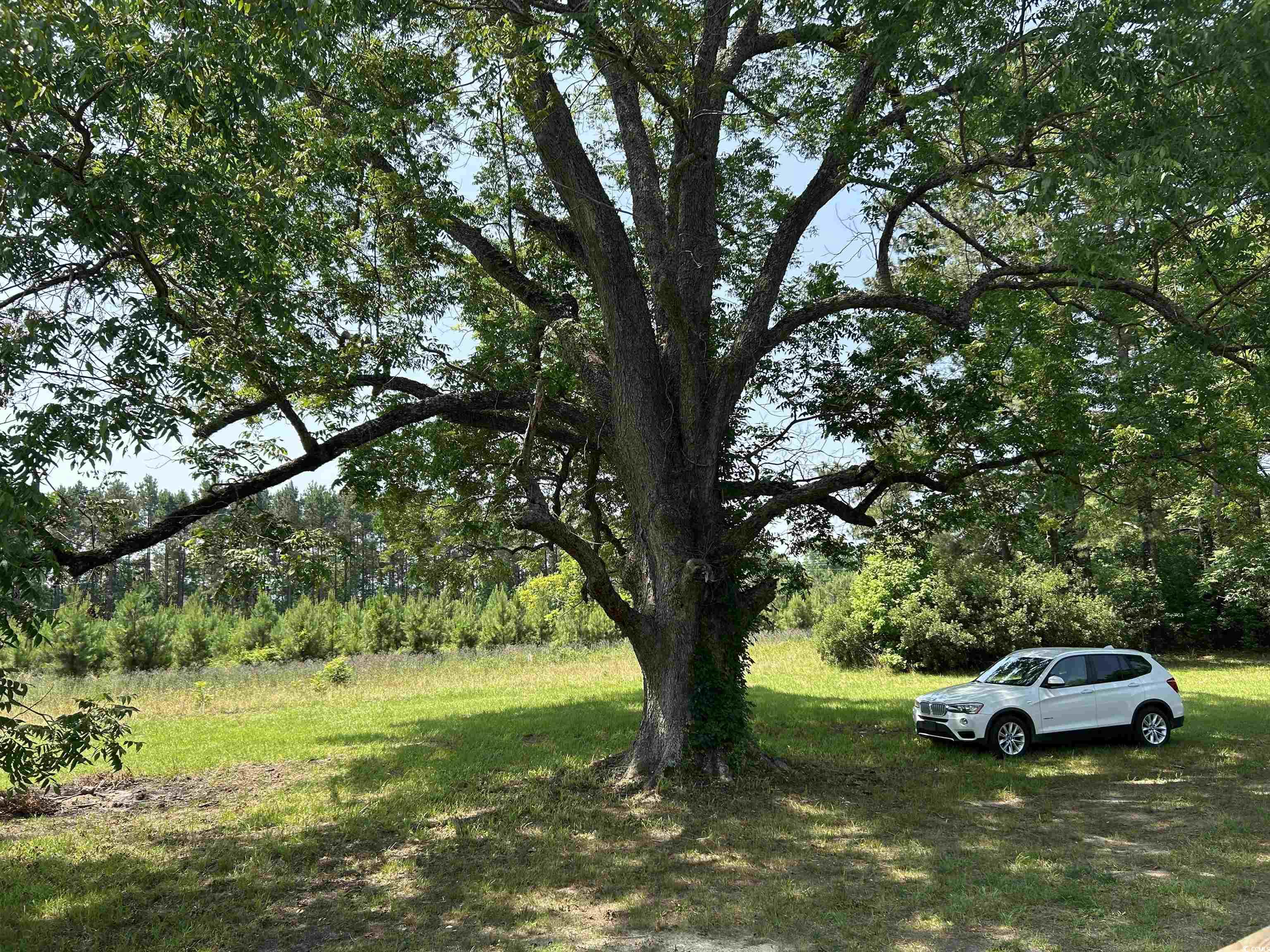 7462 Friendfield Rd., Effingham, South Carolina image 15