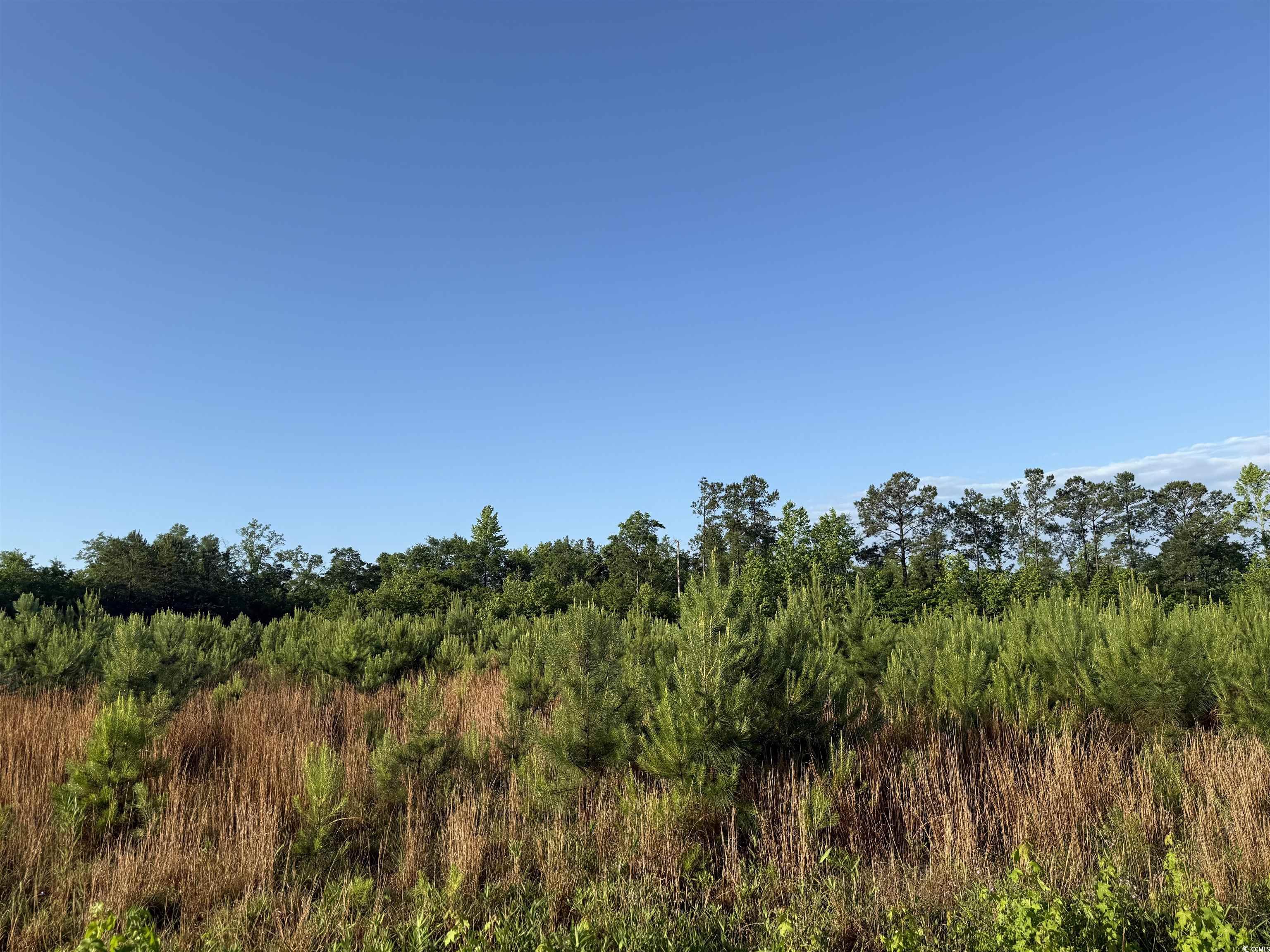 7 Acres-TBD Old Pee Dee Rd., Hemingway, South Carolina image 1
